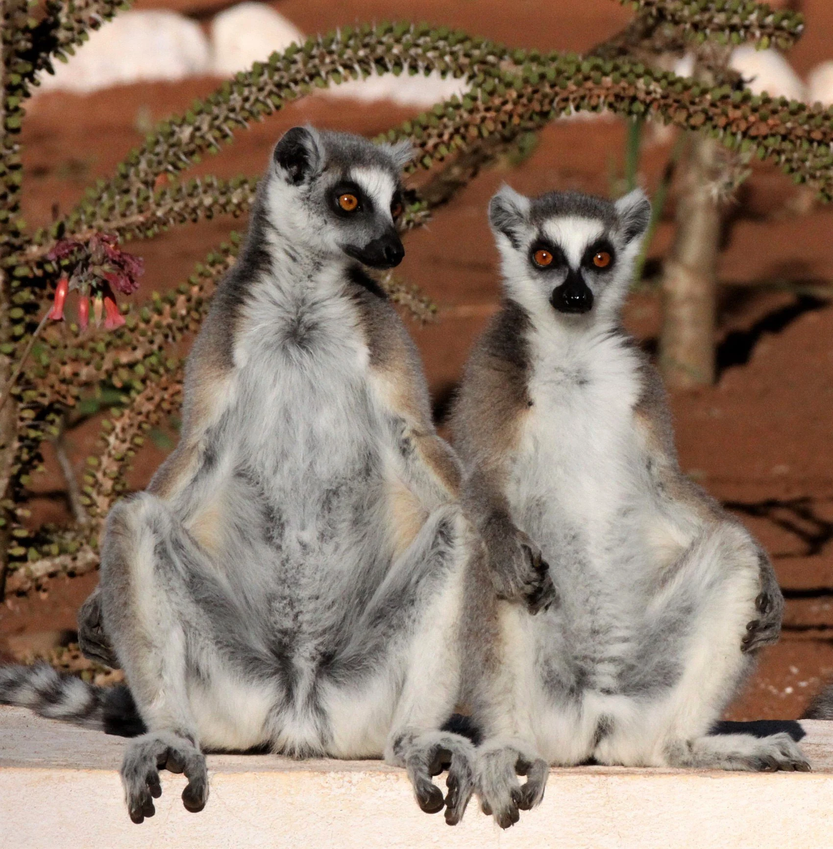 LEMURIDAE - Lemur catta - RING-TAILED LEMUR - BERENTY RESERVE MADAGASCAR aa71.jpg