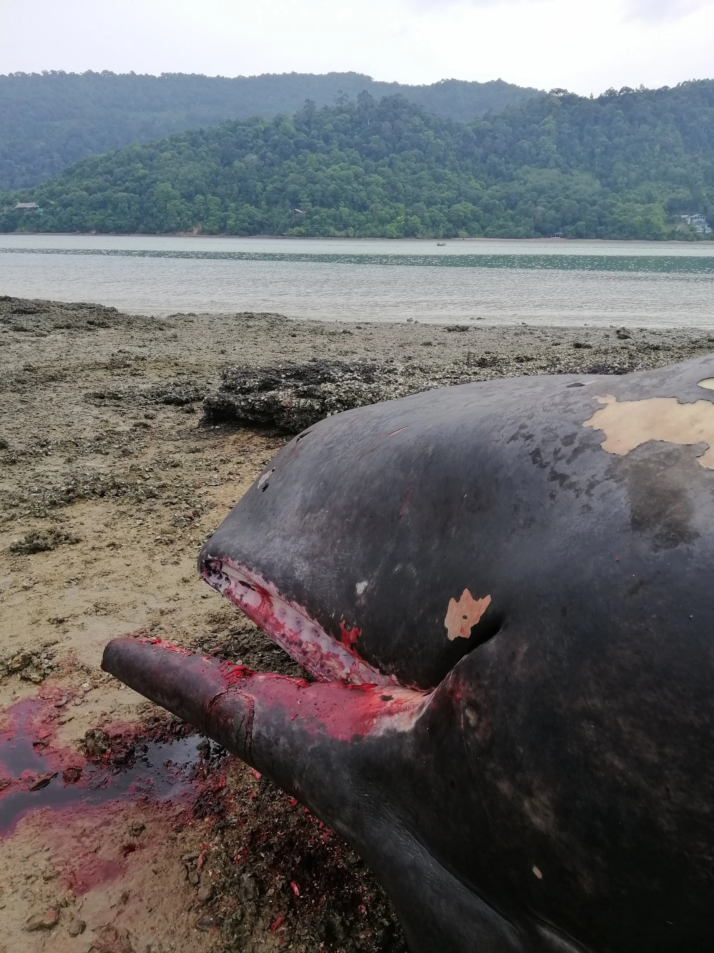 2019 Koh Lanta Dead Sperm Whale Summer Trip (1).jpg