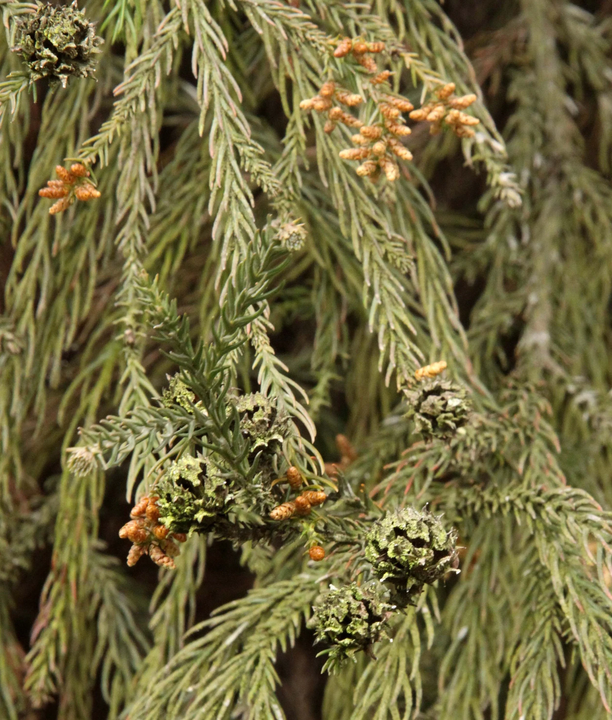 WAWU SHAN GEOPARK - SICHUAN CHINA (43).JPG