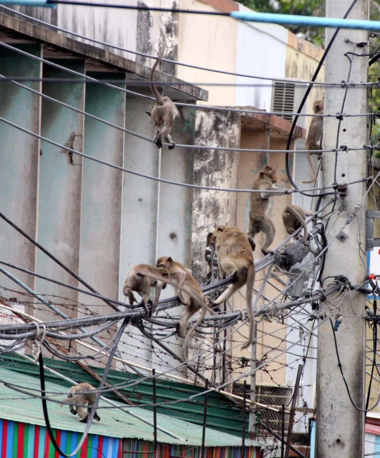 2008 Lopburi Road Trip with Macaques and Temples (10).JPG