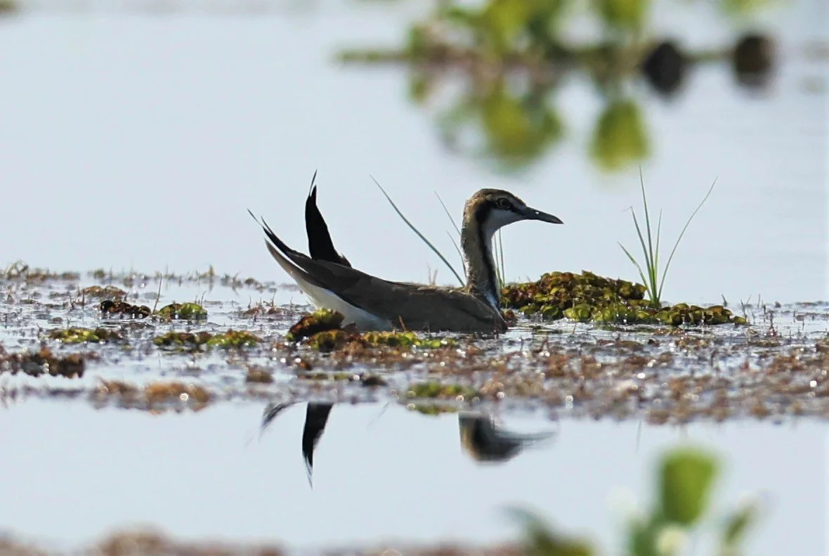JACANA - PHEASANT-TAILED JACANA - Hydrophasianus chirurgus - CHIANG SAEN LAKE - NONG BONG KAI NON-HUNTING AREA CHIANG RAI (75).JPG