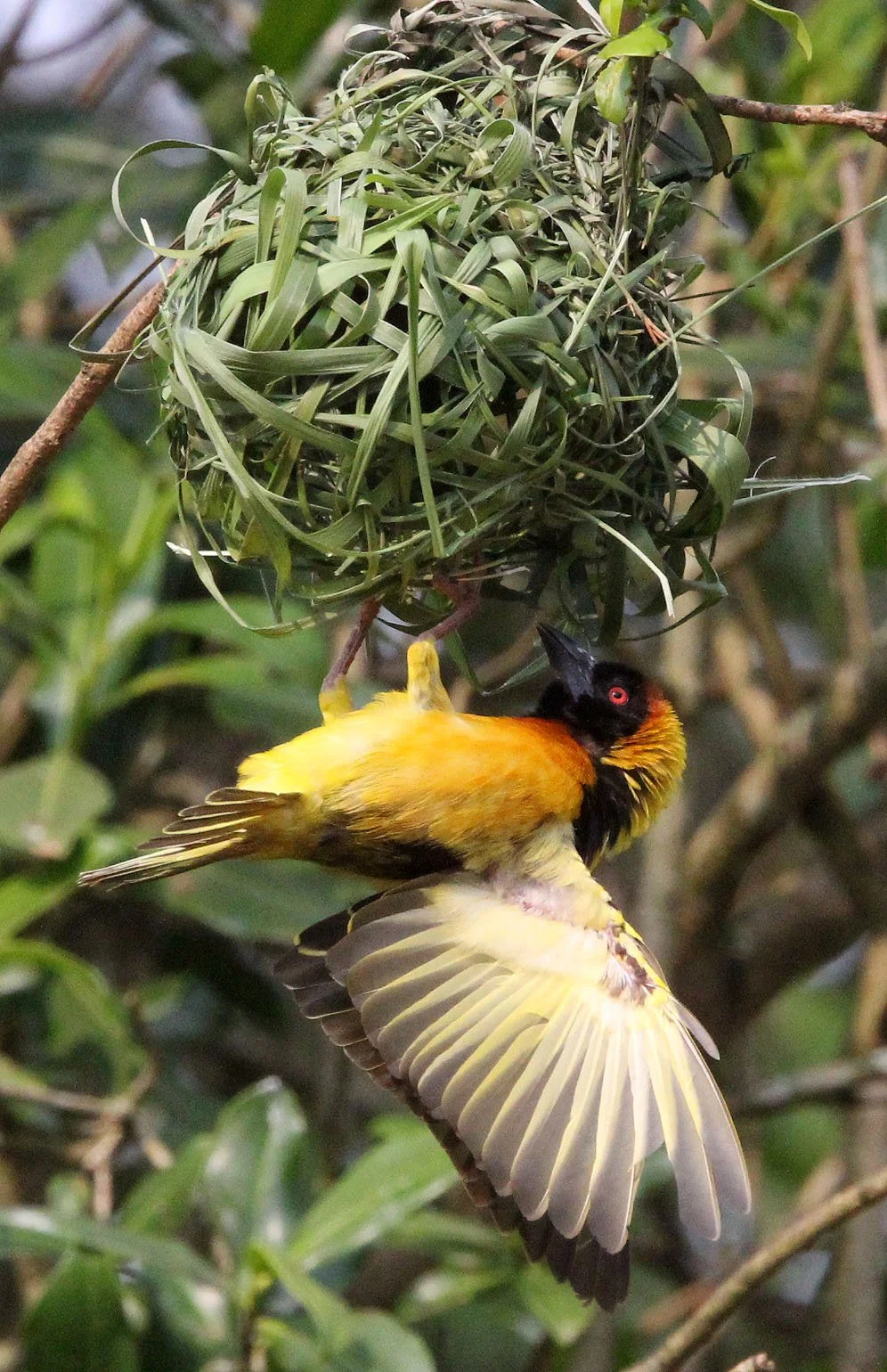 Heuglin's Masked-Weaver (Ploceus heuglini) Bigodi Swamp Community Reserve, Uganda (4).JPG