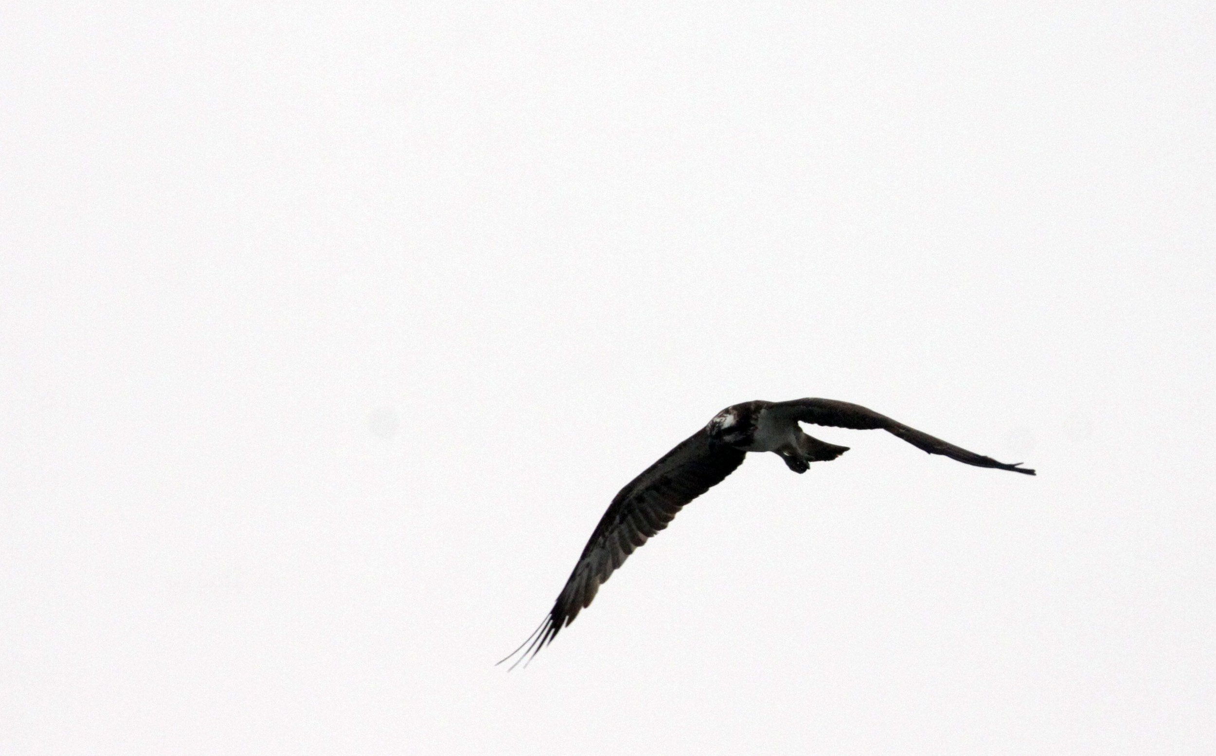 Pandion haliaetus - OSPREY - CHAMBAL RIVER SANCTUARY INDIA (11).JPG