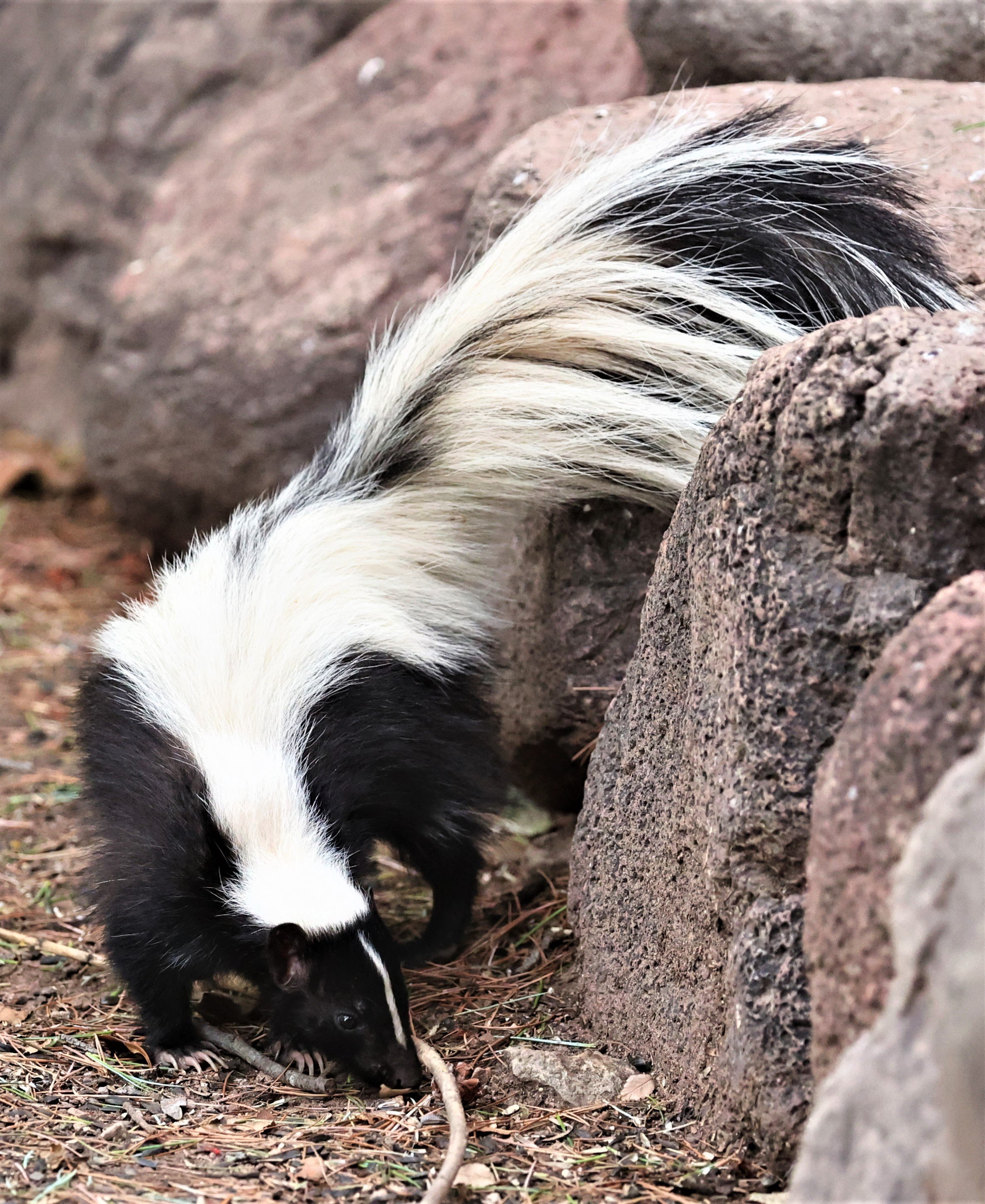 Mephitis macroura - HOODED SKUNK - CAVE CREEK ARIZONA AUGUST 2022 (3).jpg