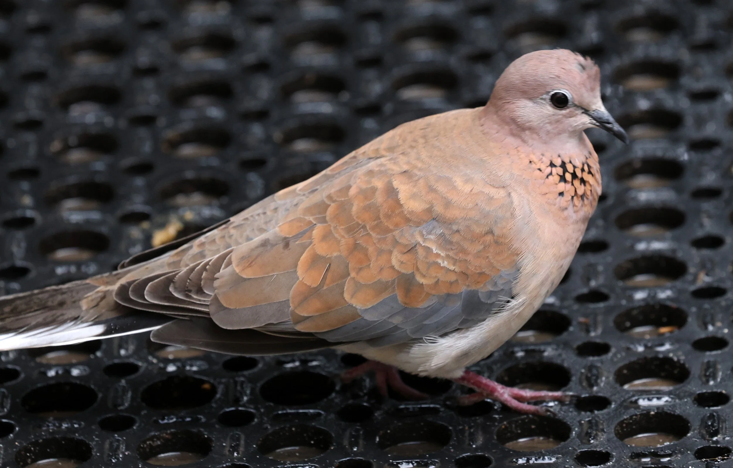 Laughing Dove (Spilopelia senegalensis) Rottnest Island - Western Australia (7).jpg