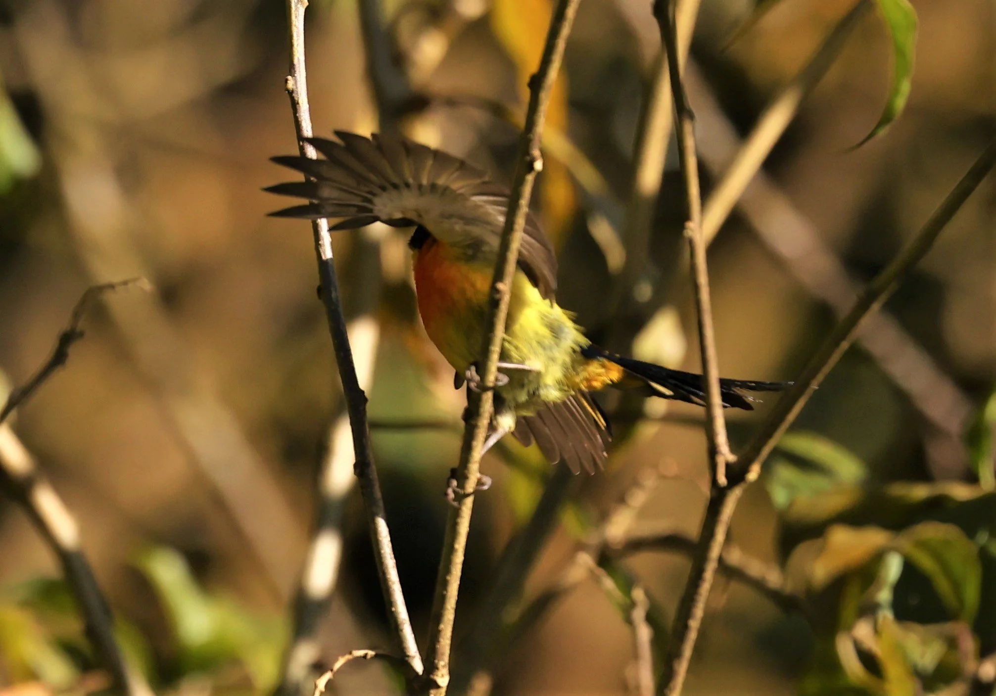SUNBIRD - DOI INTHANON GREEN-TAILED SUNBIRD - Aethopyga nipalensis angkanensis - DOI INTHANON NP CHIANG MAI, DEC 2021 (13).jpg