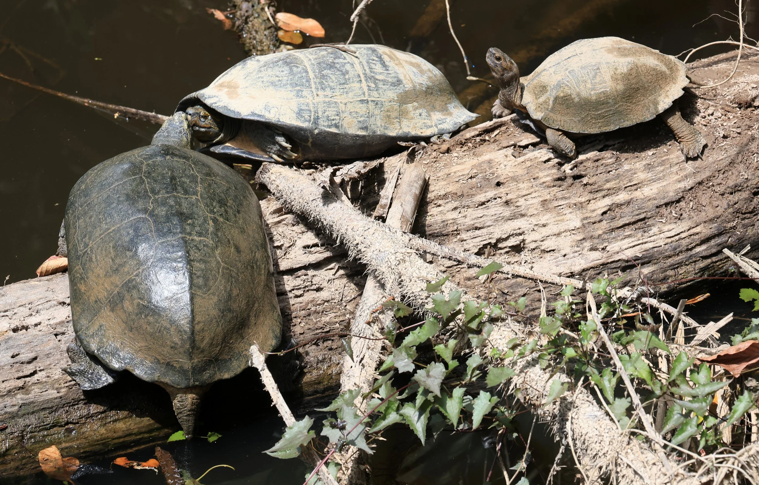 Giant Asian Pond Turtle (Heosemys grandis) Khao Yai National Park Feb 2026 Day 4 (2).jpg