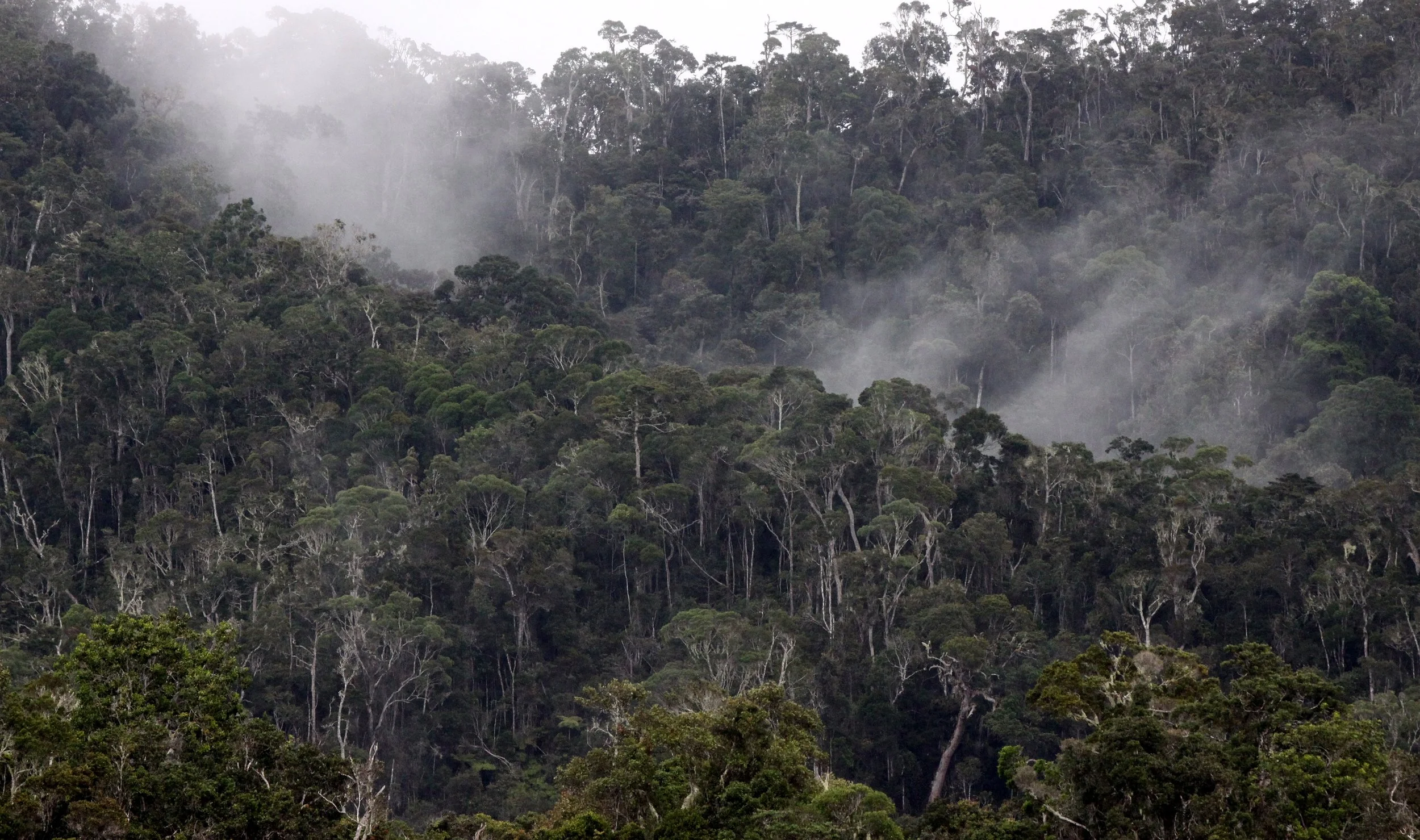 ANDISABE NATIONAL PARK MADAGASCAR - PRIMARY FOREST VIEWS (18).JPG
