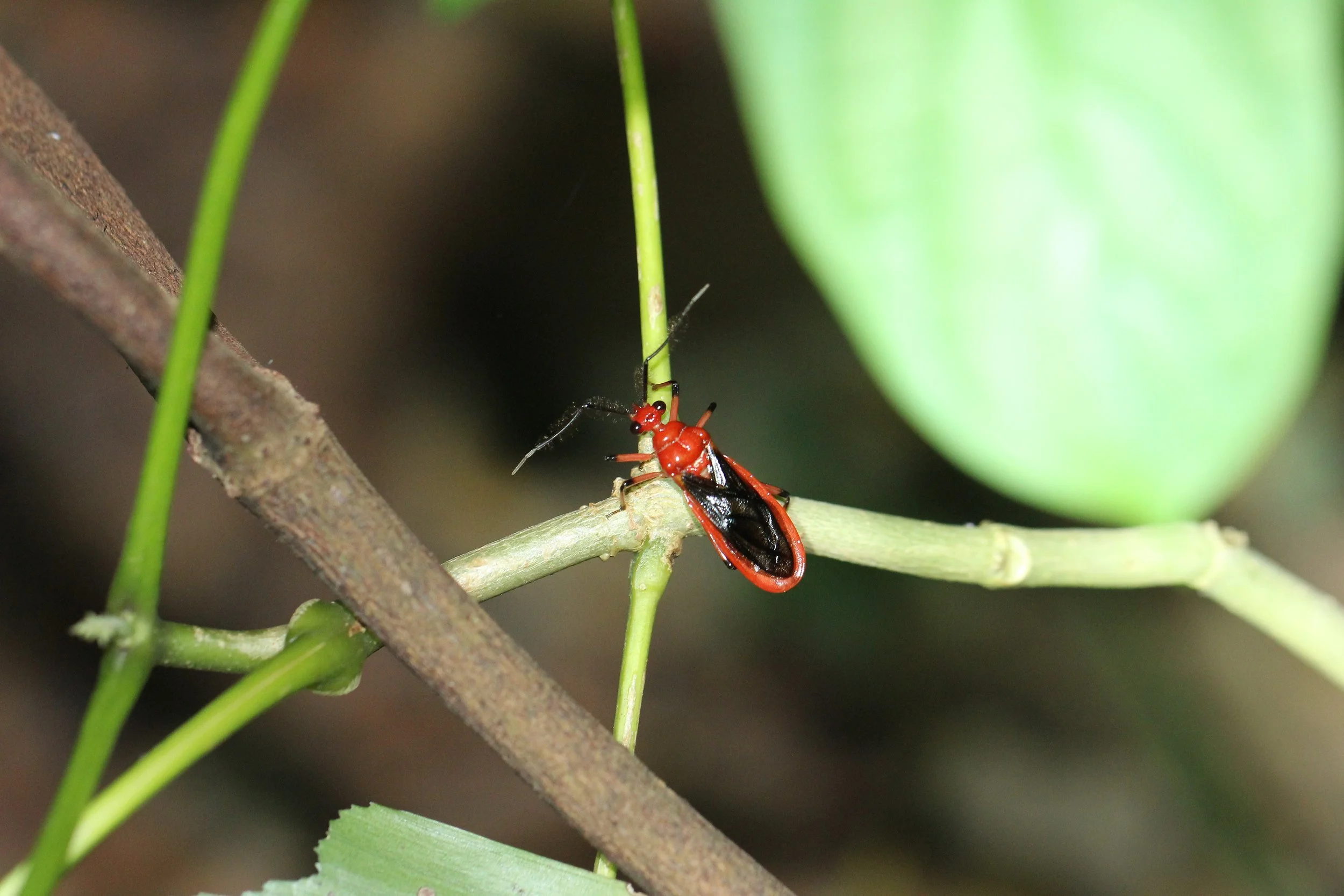 Vilius melanopterus - Koh Lanta, Thailand