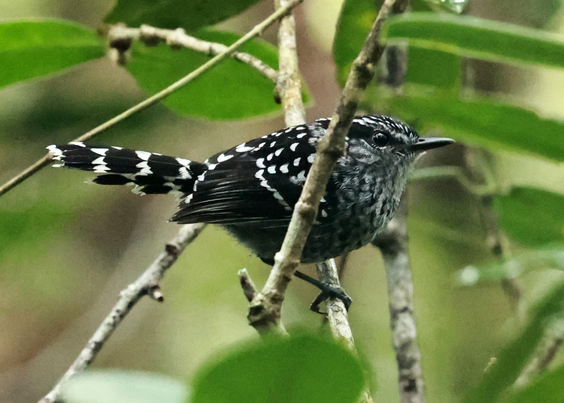 Scaled Antbird (Drymophila squamata) Superagui National Park, Brazil (5).jpg