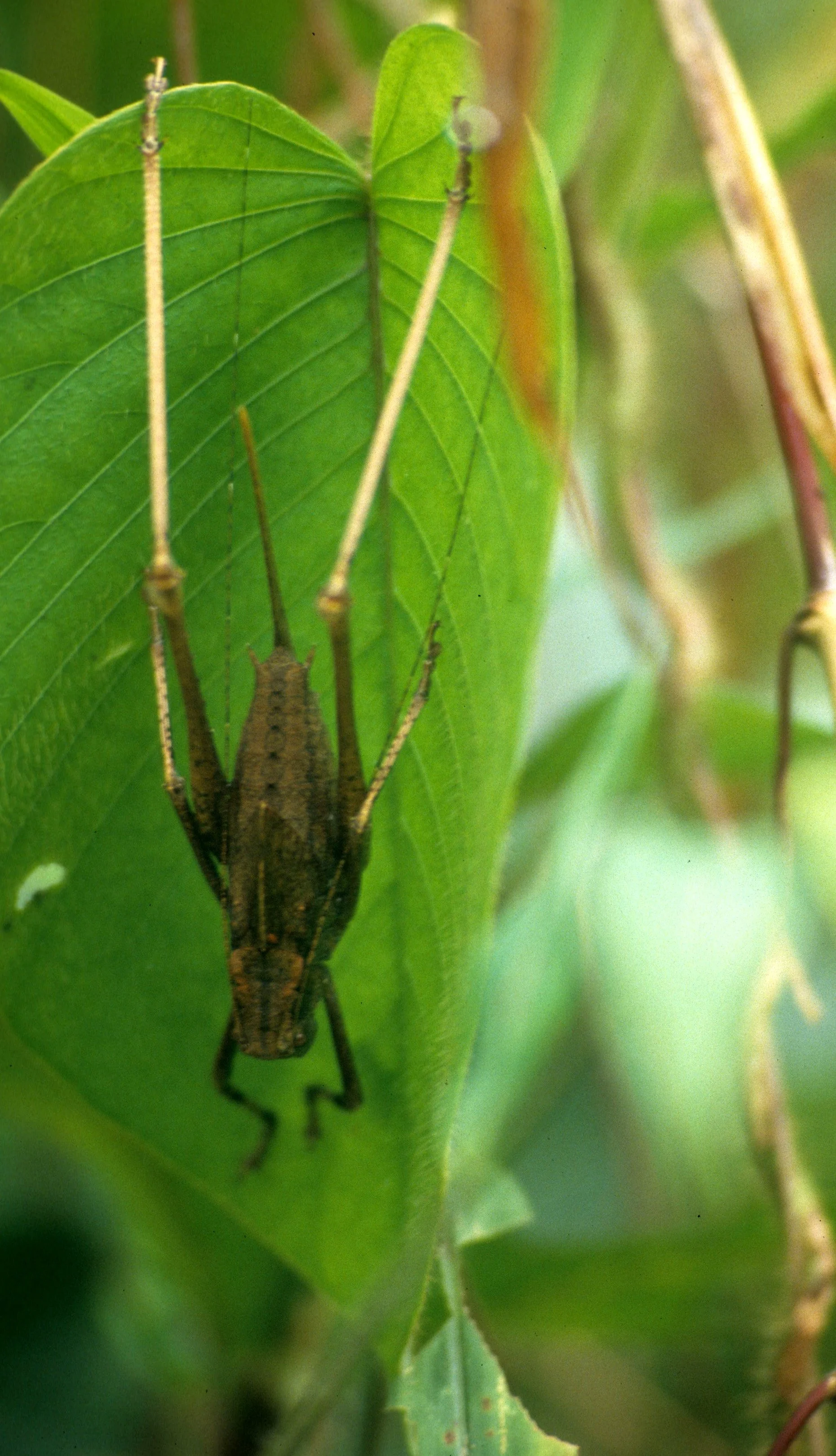 INVERT - ORTHOPTERA - GIANT CRICKET.jpg