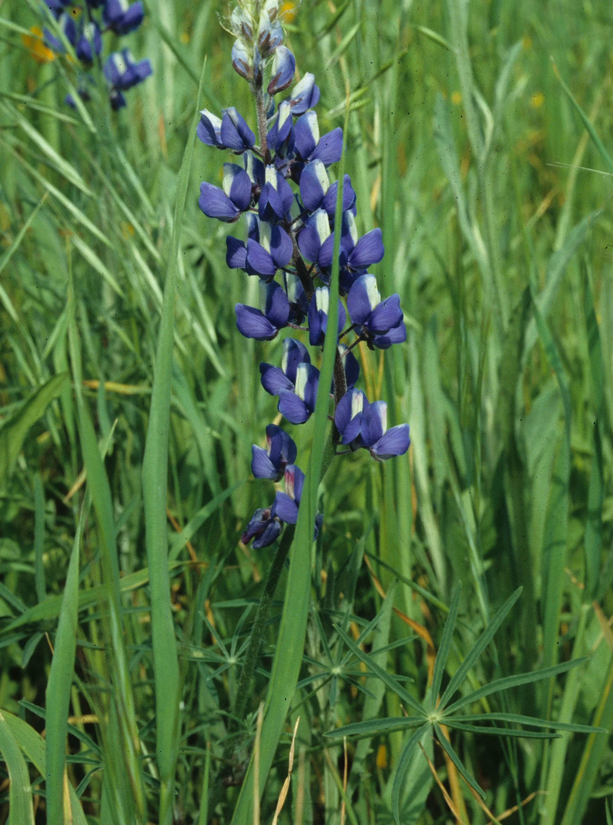 AMERICAN RIVER - LUPINUS SUCCULENTUS - BLUEBONNET A.jpg