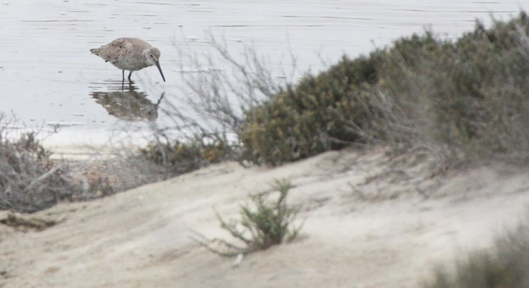 BIRD - WILLET - OJO DE LIEBRE LAGOONS BAJA MEXICO.JPG