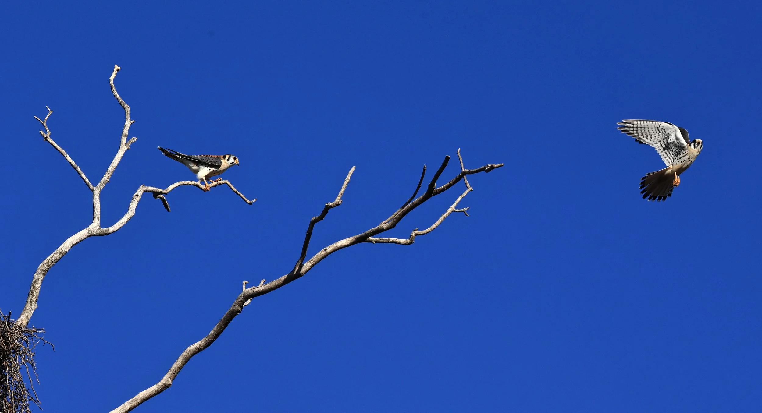 American Kestrel (Falco sparverius) Fortin Toledo Paraguay (13).jpg