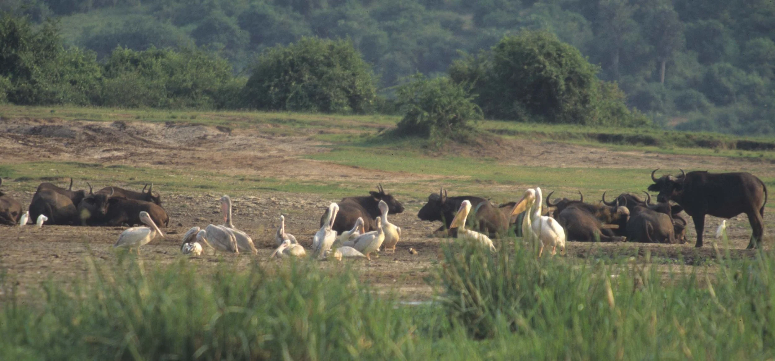 BIRDS - PELICAN - WHITE -  UGANDA QE A.jpg