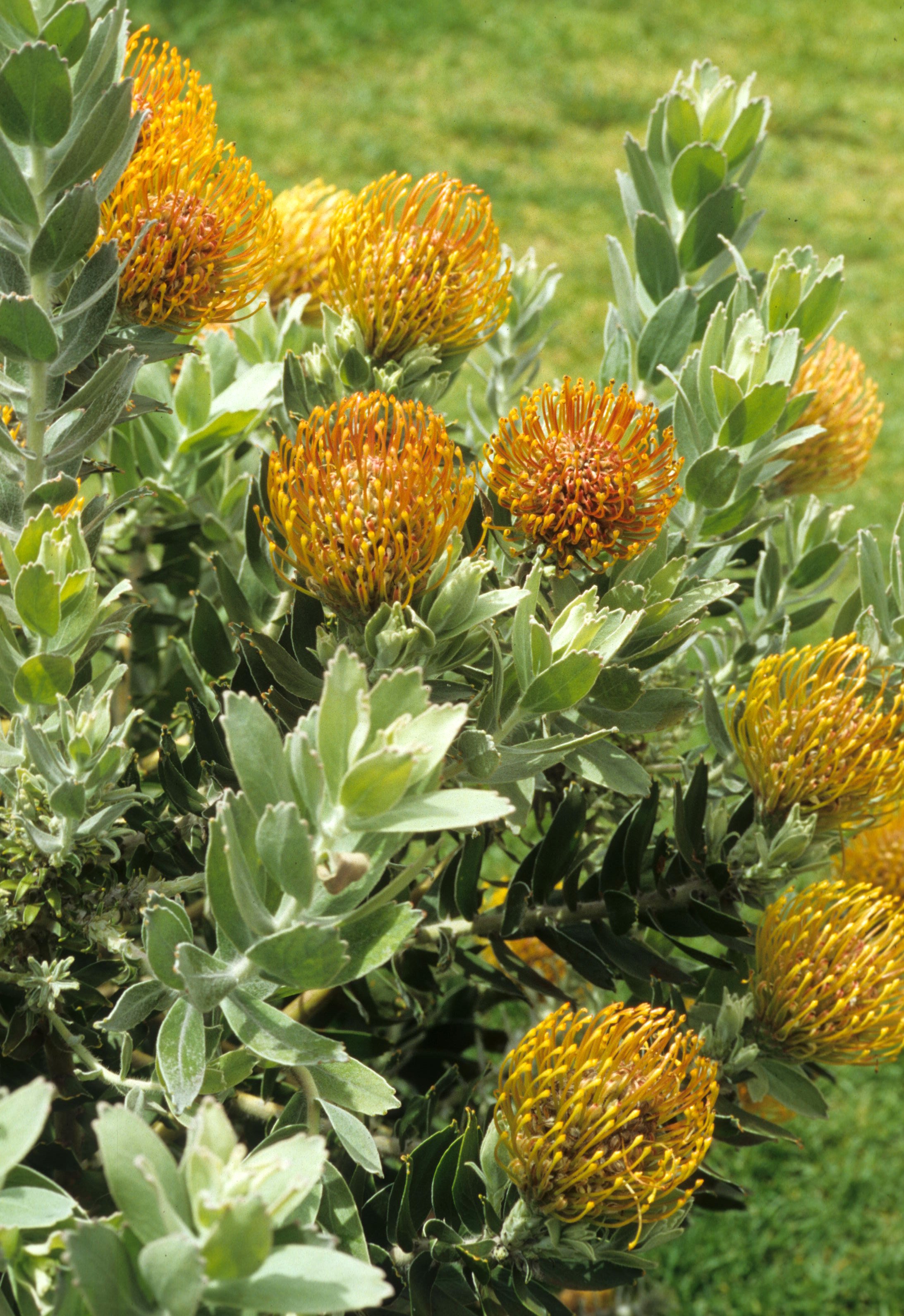 HAWAII - MAUI - PROTEA PLANTATION (4).jpg