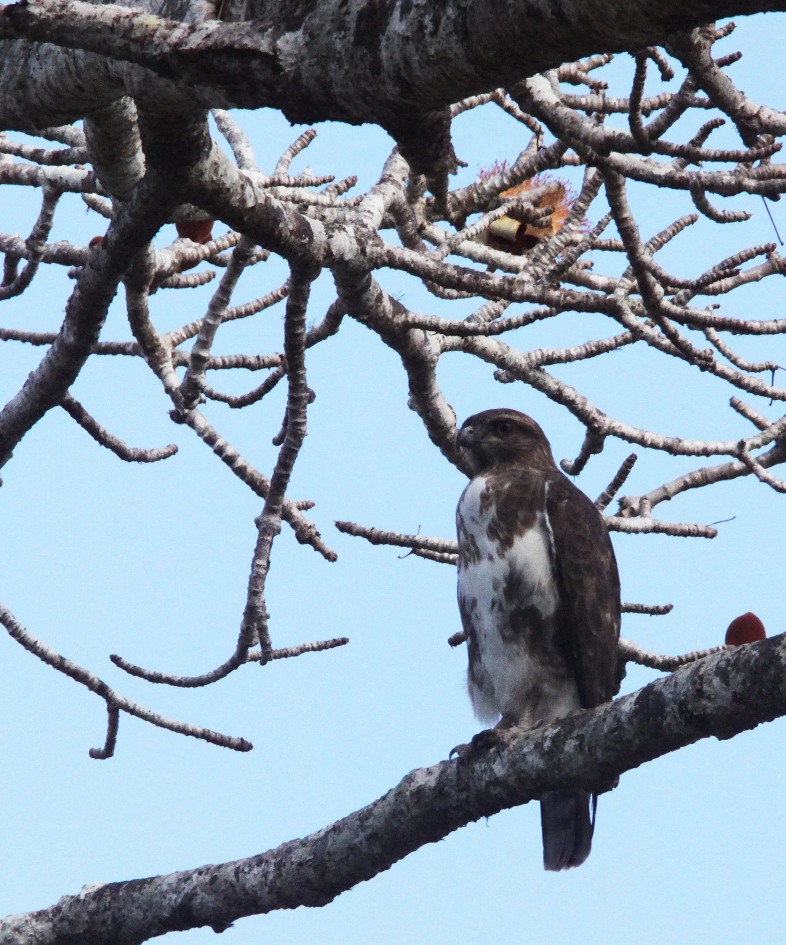 Buteo brachypterus - MADAGASCAR BUZZARD - KIRINDY NATIONAL PARK - MADAGASCAR (7).JPG
