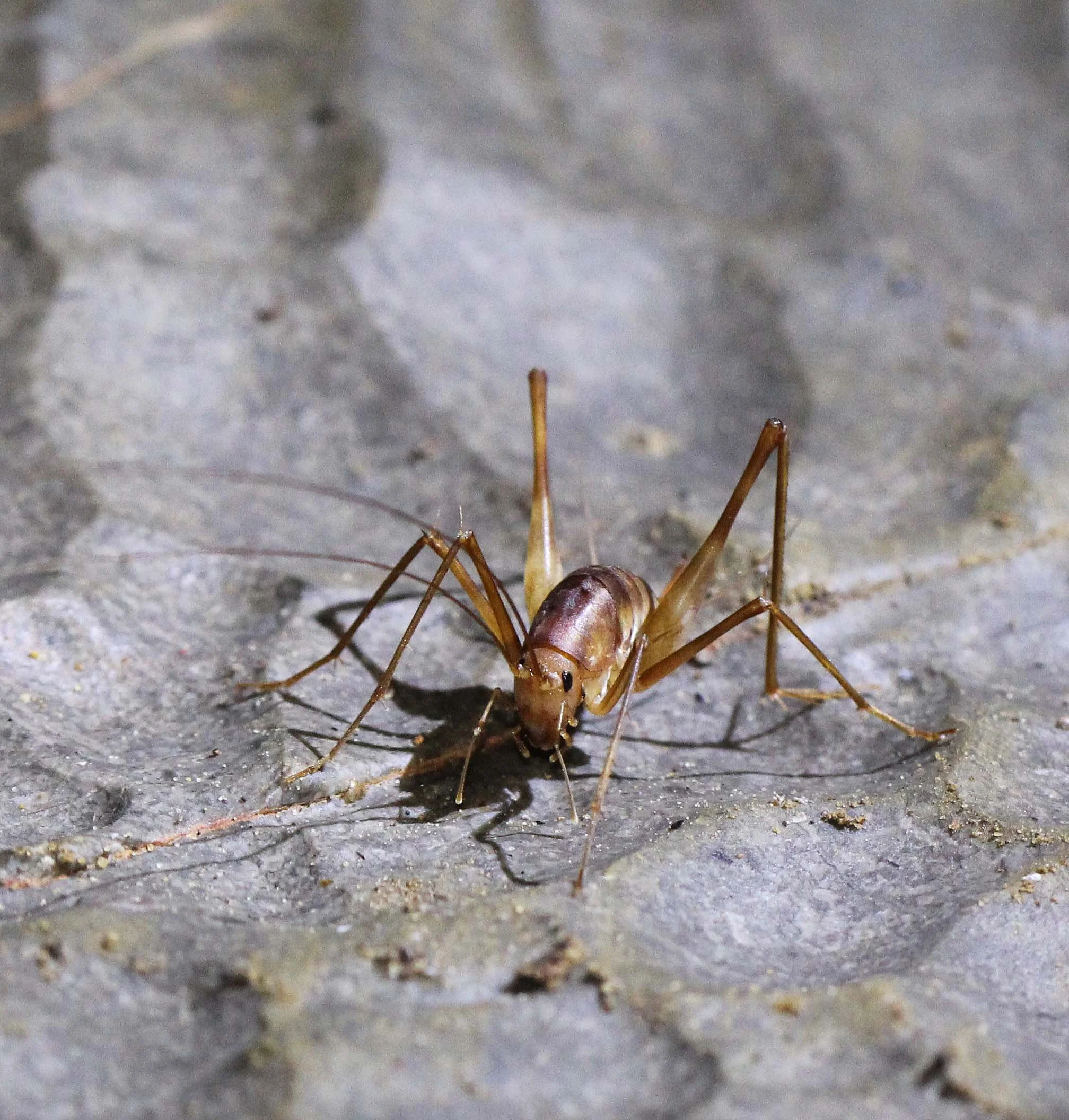 Gryllidae - Species 15 - Khao Sok Thailand