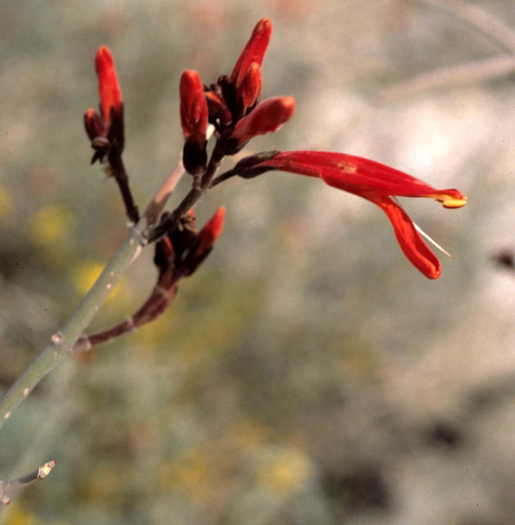 ANZA BORREGO - CHUPAROSA.jpg