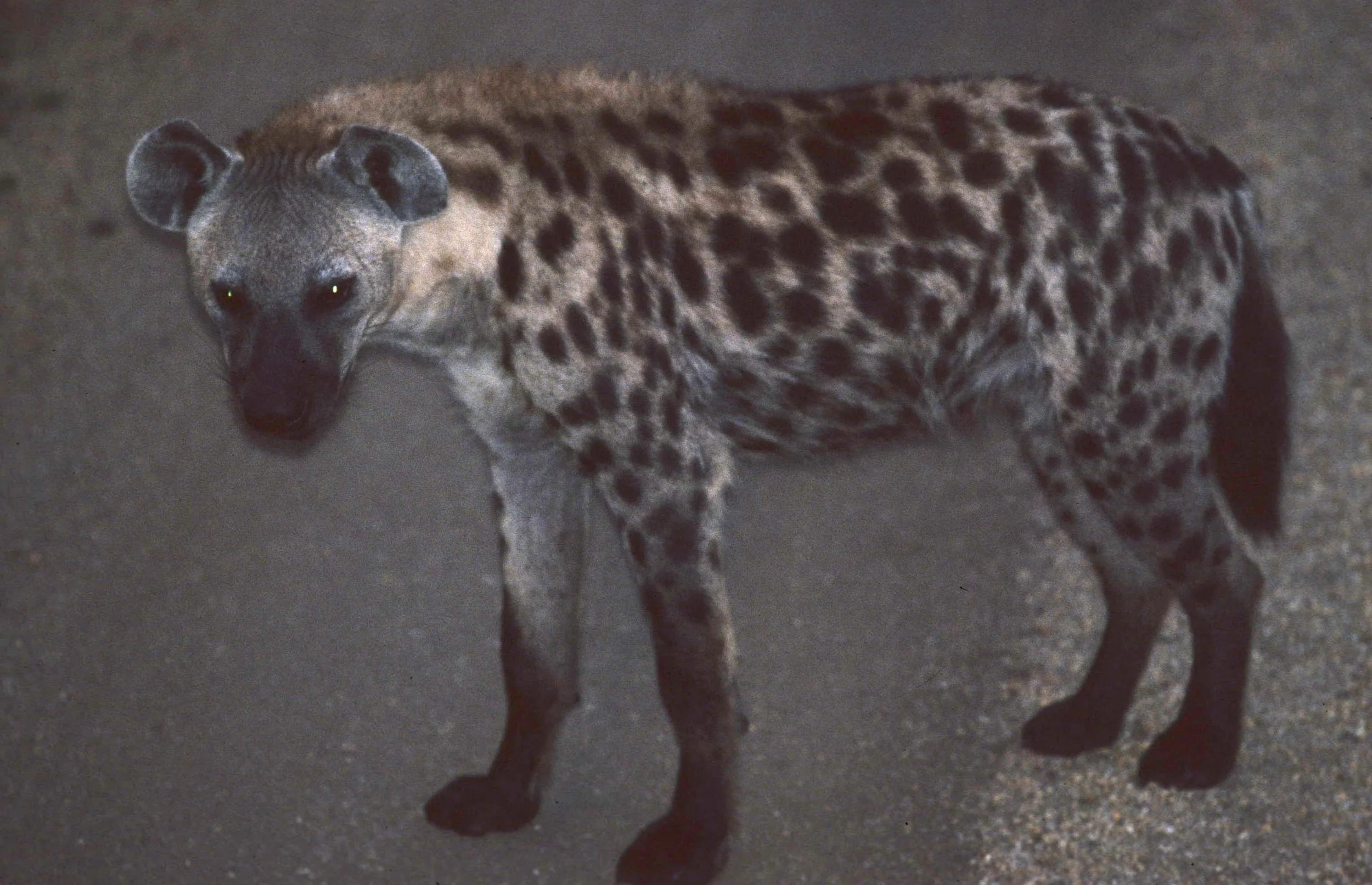 HYENA - SPOTTED - UGANDA 2.jpg