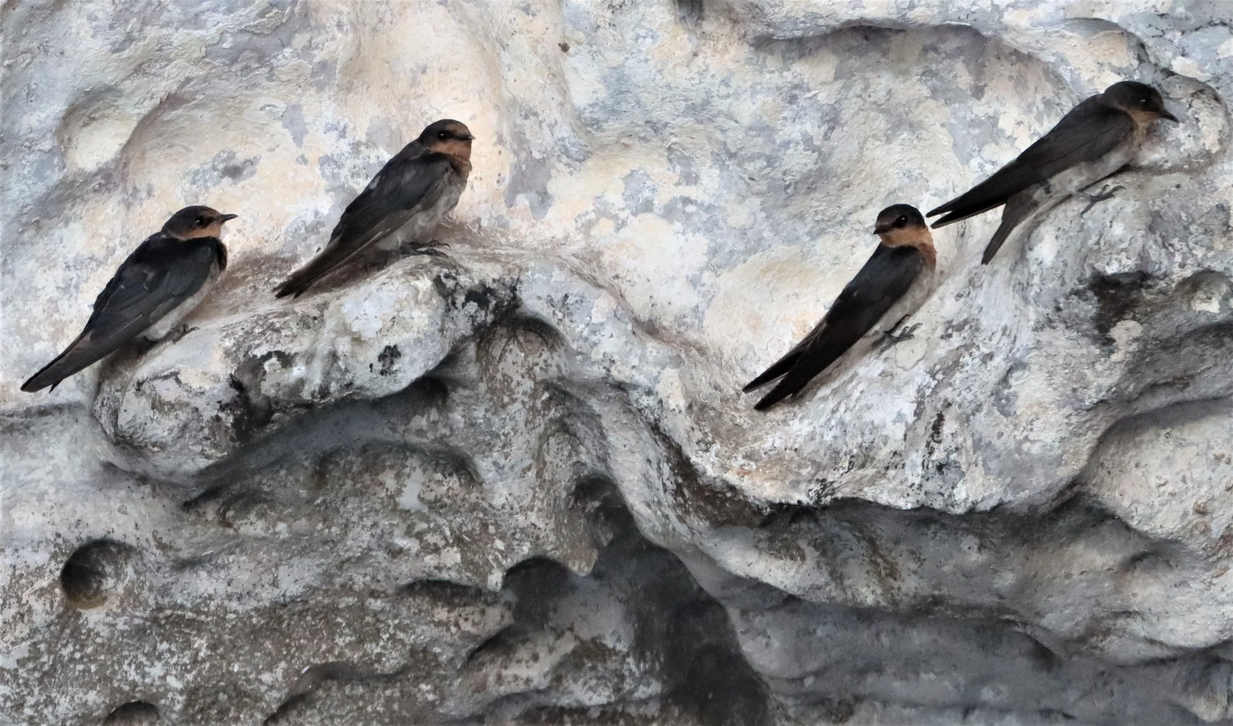 Barn Swallow (Hirundo rustica) Ao Phang Nga NP Thailand (8).jpg
