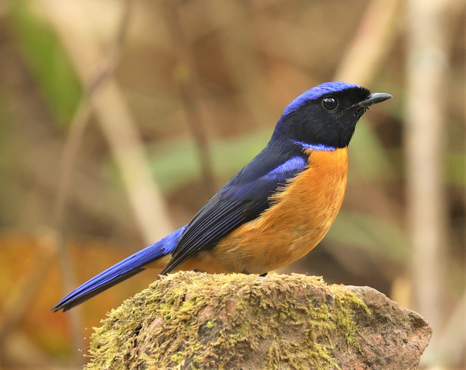 NILTAVA - RUFOUS-BELLIED NILTAVA - Niltava sundar - DOI SAN JU (DOI LANG WEST) FEB 2022 (42).jpg