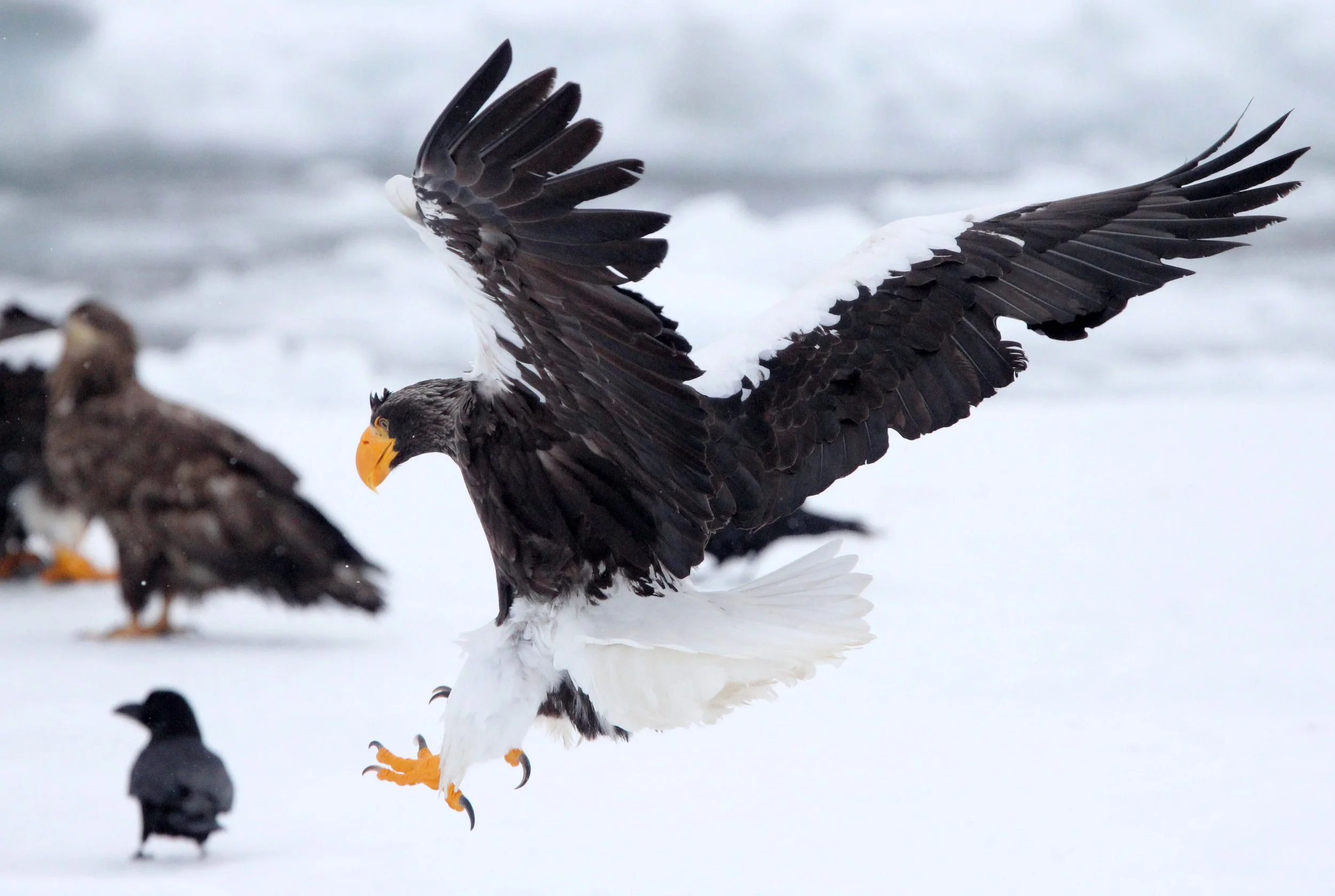 Haliaeetus pelagicus - STELLER'S SEA EAGLE - RAUSU, SHIRETOKO PENINSULA, HOKKAIDO JAPAN (199).JPG
