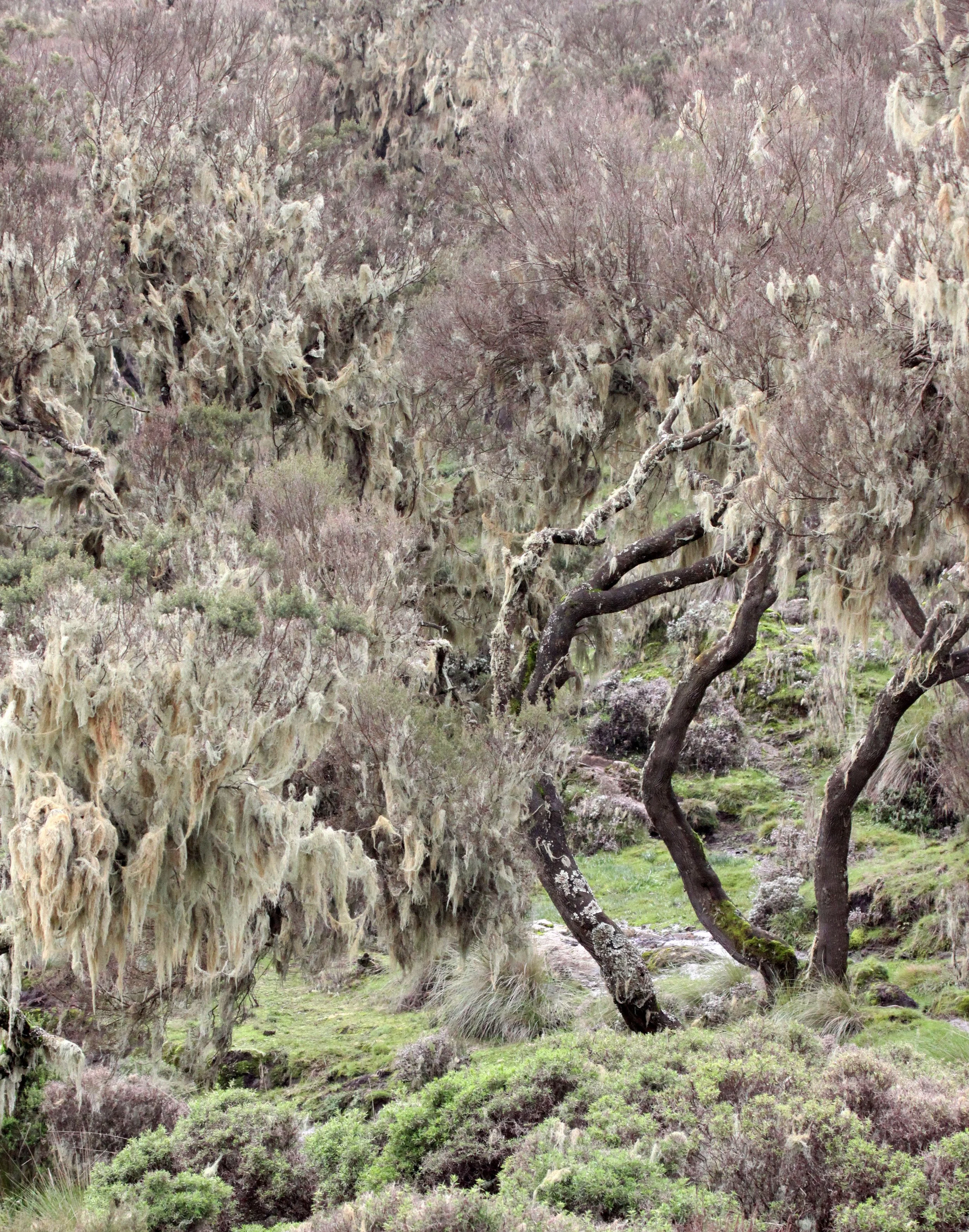 SIMIEN MOUNTAINS NATIONAL PARK EHTIOPIA (3).JPG
