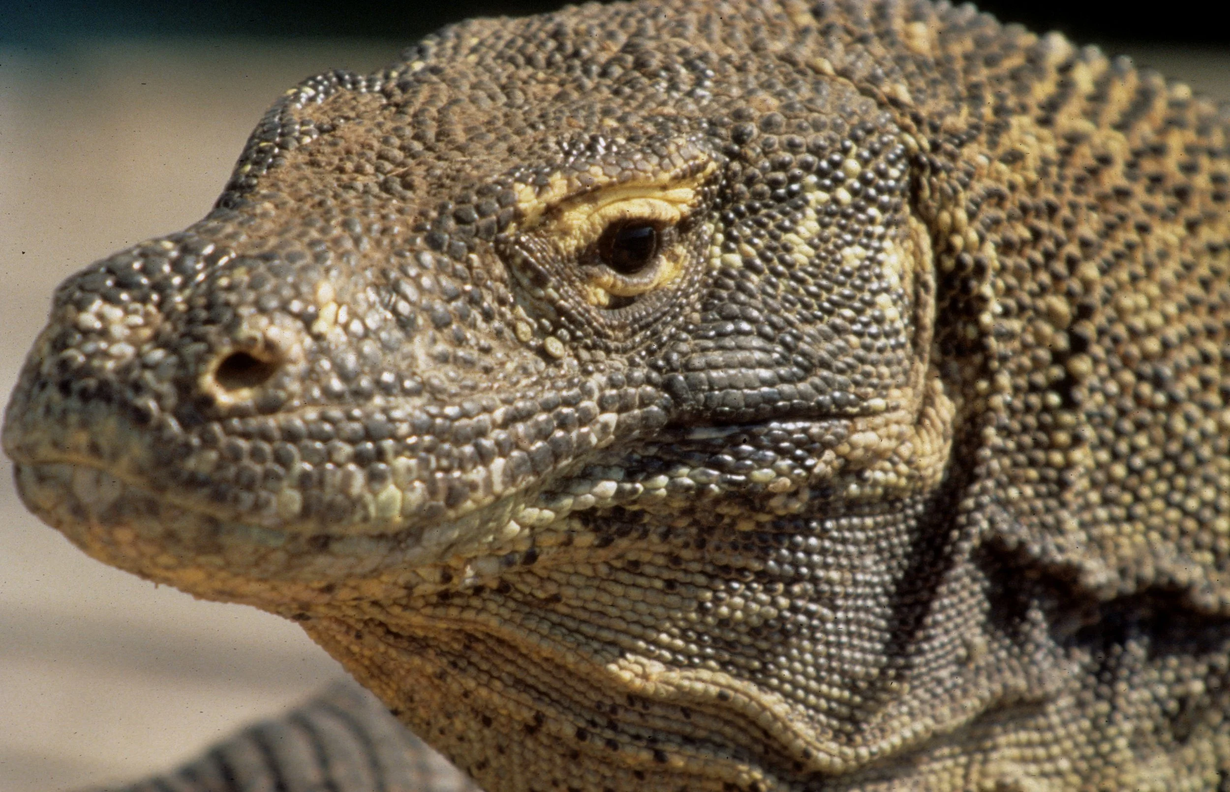 REPTILES - KOMODO DRAGON - LARGE MALE.jpg
