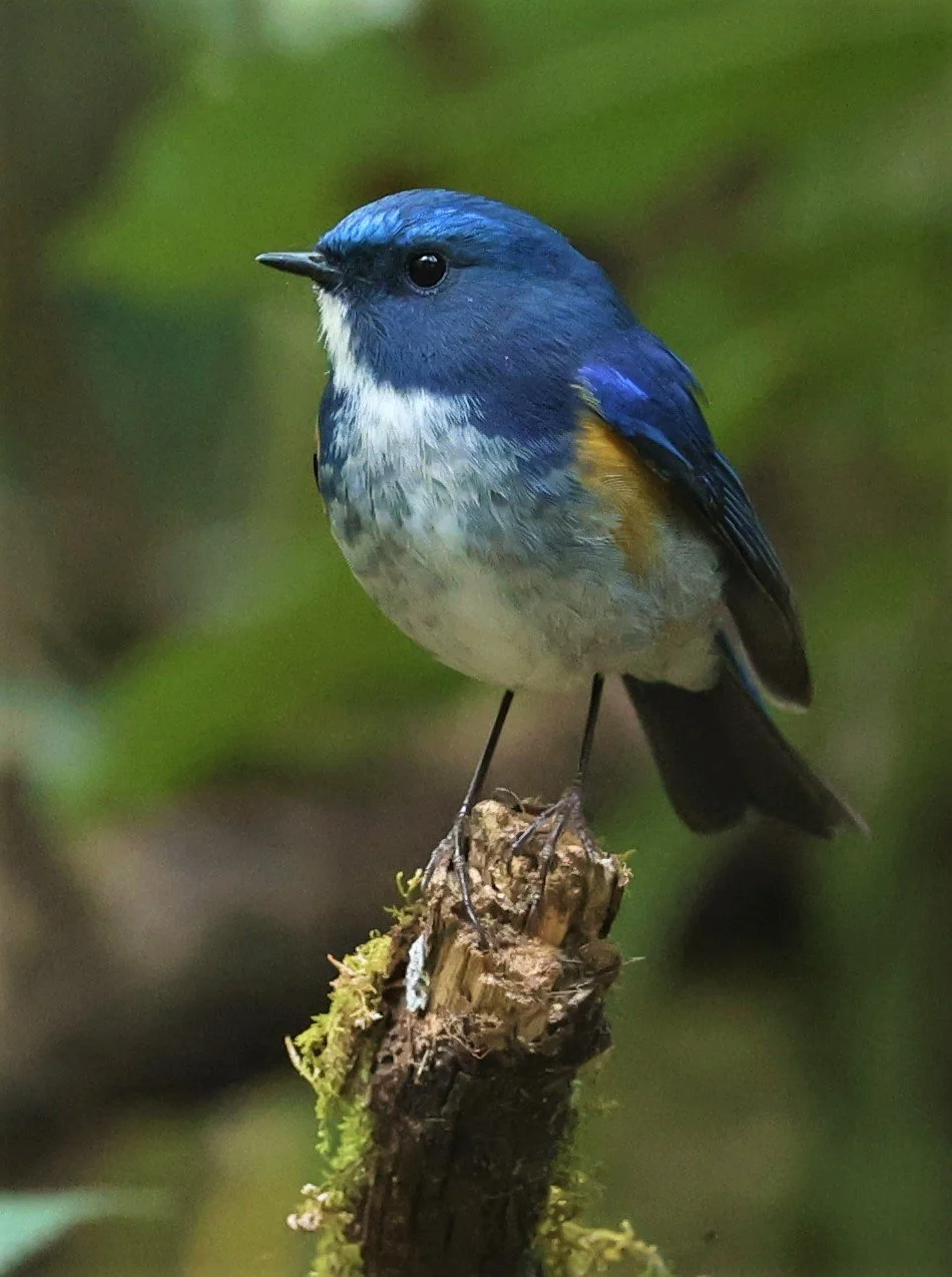 BLUETAIL - HIMALAYAN BLUETAIL - Tarsiger rufilatus - DOI PHA HOM POK NP DOI LANG EAST FEB 2022 (68).jpg