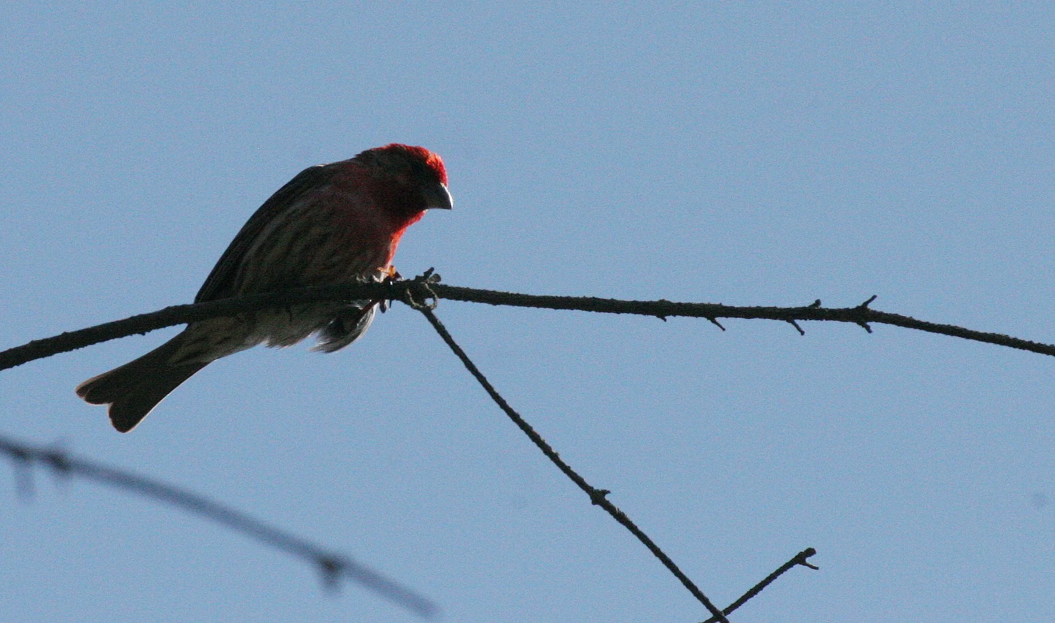 House Finch (Haemorhous mexicanus) Loreto Baja Mexico (22).jpg