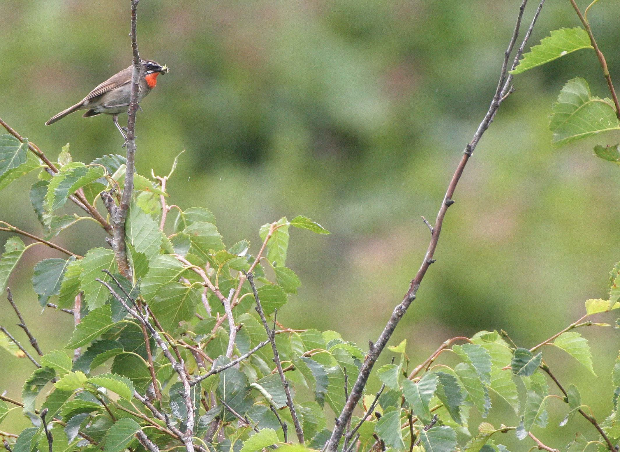 BIRD - SIBERIAN RUBYTHROAT - MONERONE ISLAND RUSSIA (5).jpg