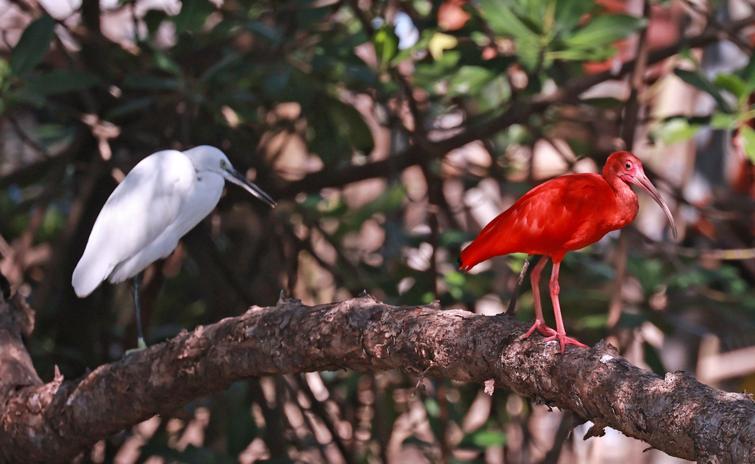 Ibis - Scarlet Ibis - Eudocimus ruber with Eastern Great Egret - Ardea alba modesta - 29 Songkaow Cafe, Chachoengsao Thailand (1).jpg