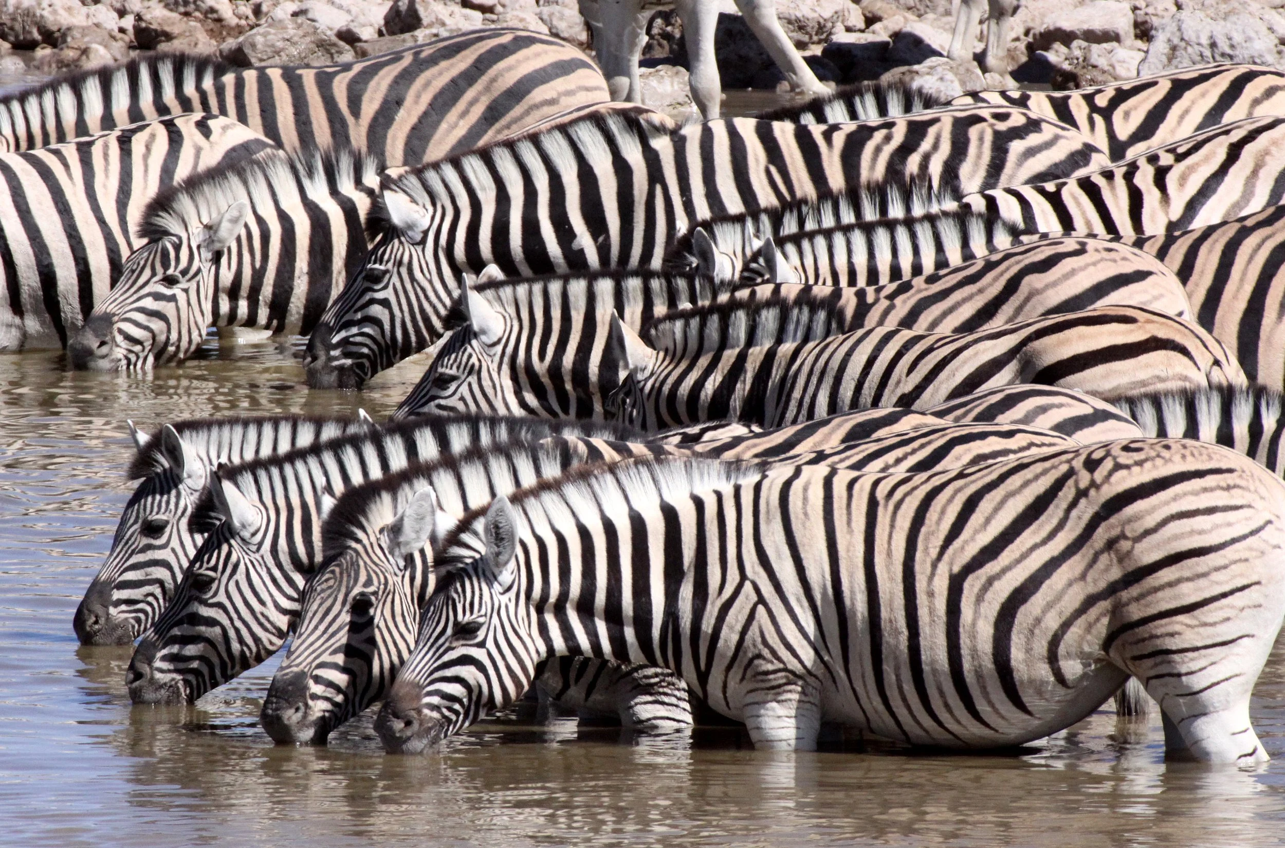Equus quagga burchellii - BURCHELL'S (DAMARALAND) - BURCHELL'S ZEBRA - ETOSHA NATIONAL PARK NAMIBIA (63).JPG