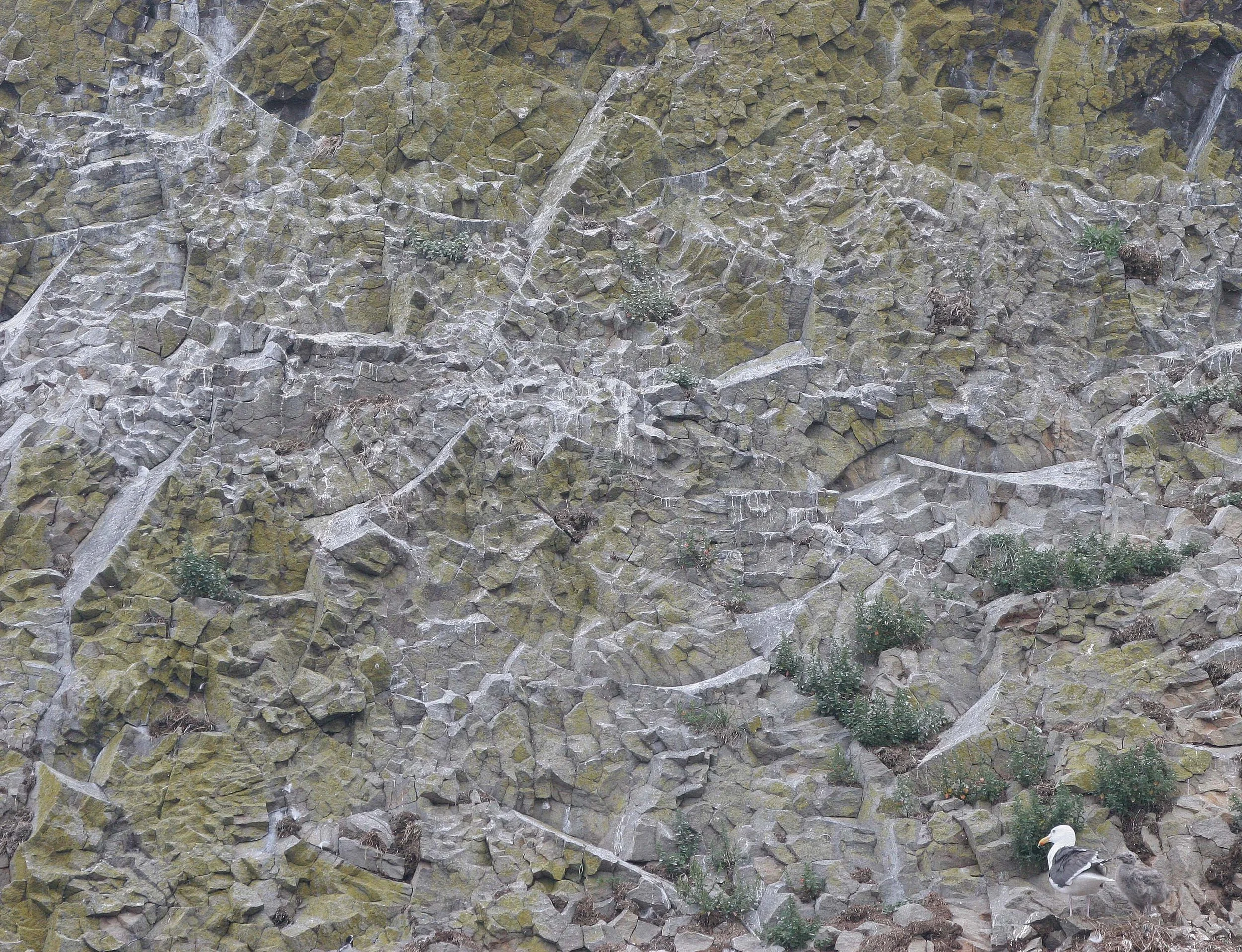 BIRD - GULL - GLAUCOUS POSSIBLE - SOUTHERN KURILS.jpg