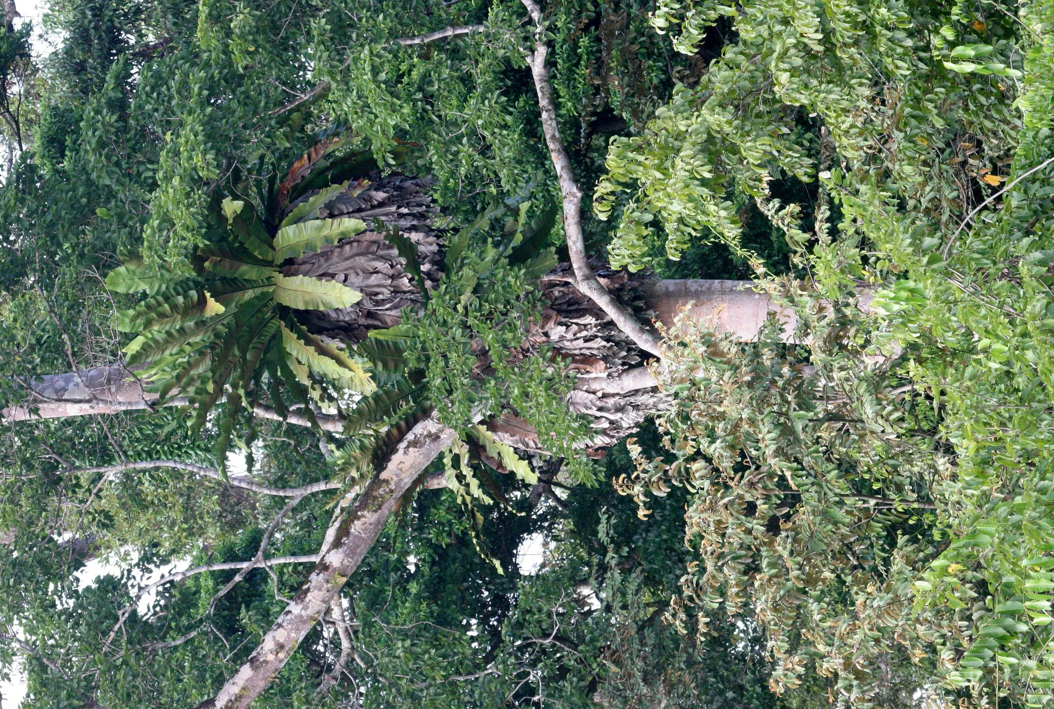 TABIN WILDLIFE RESERVE BORNEO - BIRDS NEST FERN IN FOREST GIANT.JPG