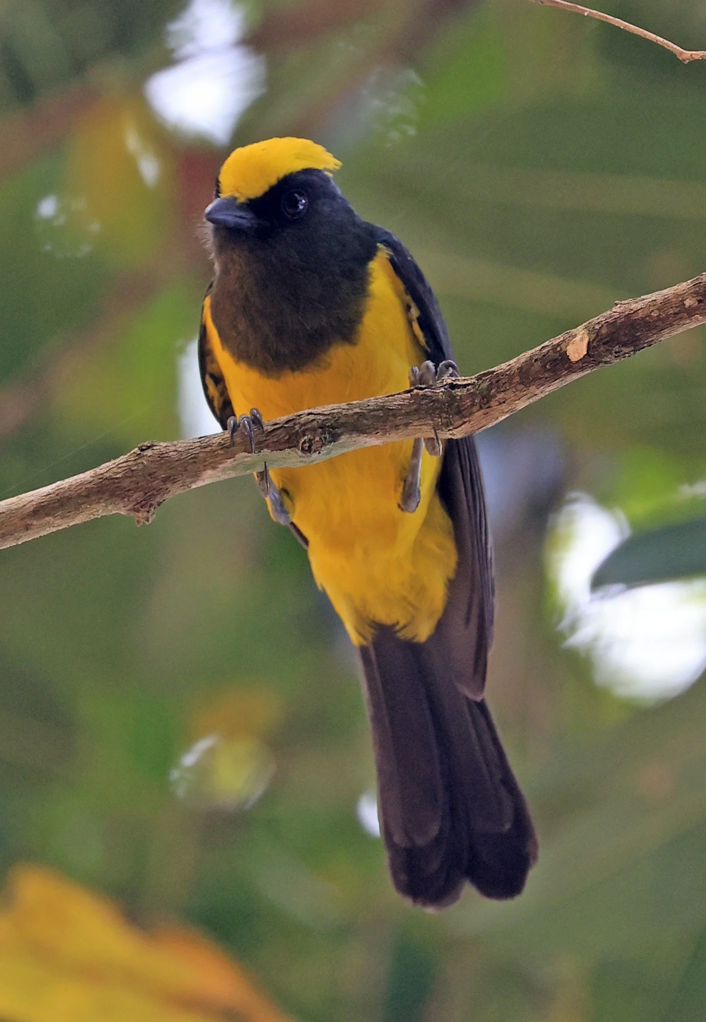 Sultan Tit (Melanochlora sultanea) Kaeng Krachan National Park ESS Expedition 2026(19).jpg