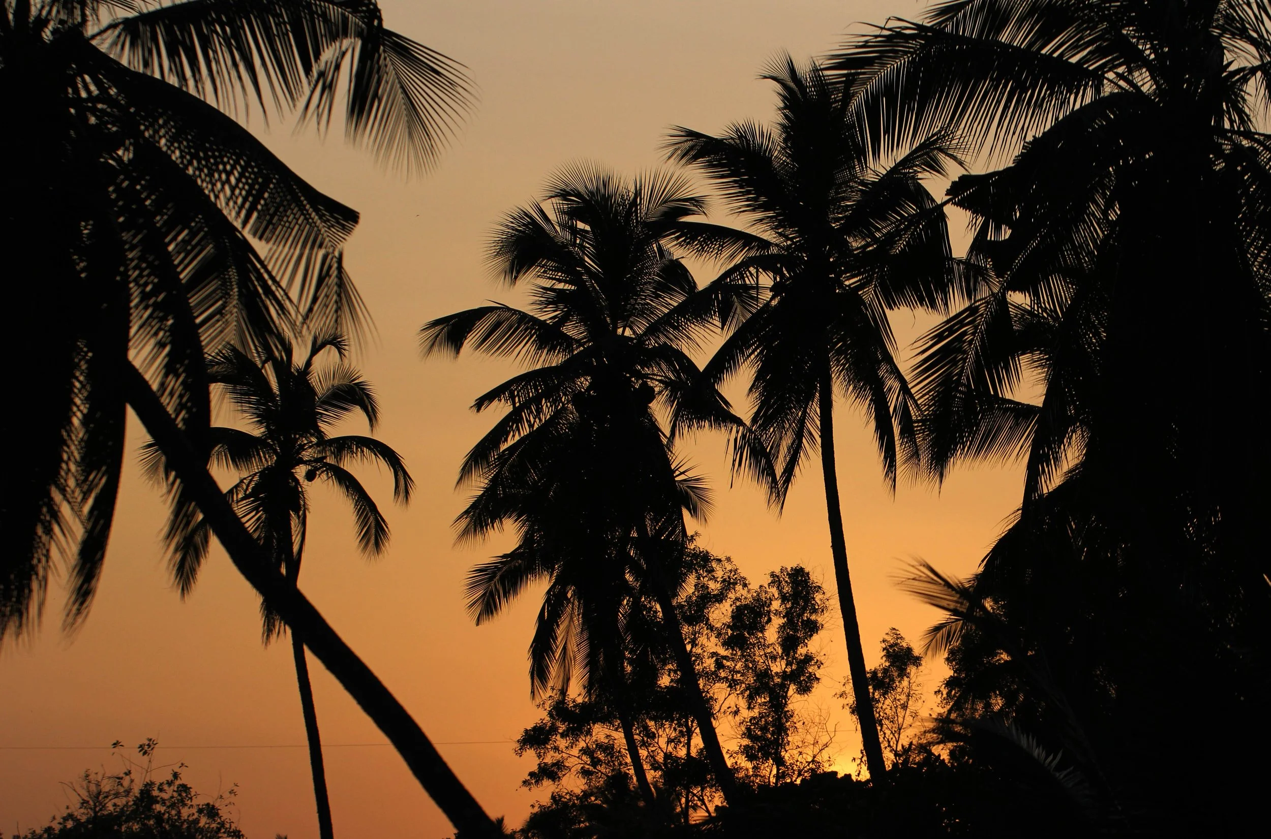 NIGAMBU FOREST AREA SRI LANKA PHOTO BY SOM SMITH (3).JPG