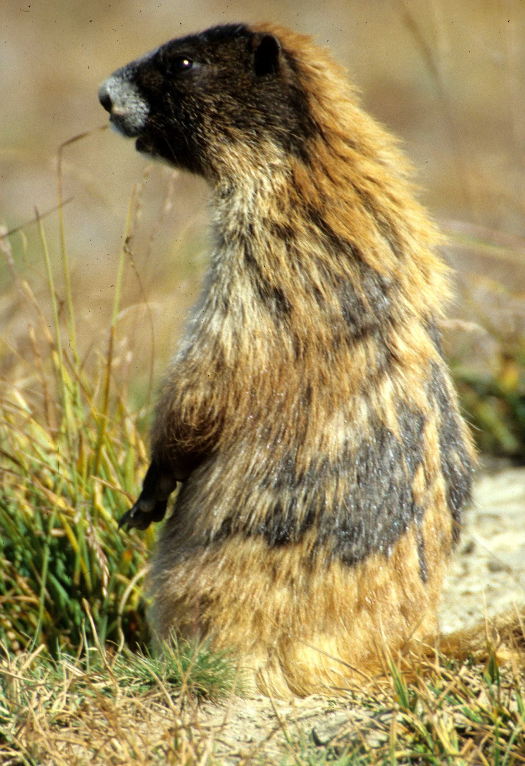 RODENTIA - MARMOT - OLYMPIC - MARMOTA OLYMPICA M.jpg