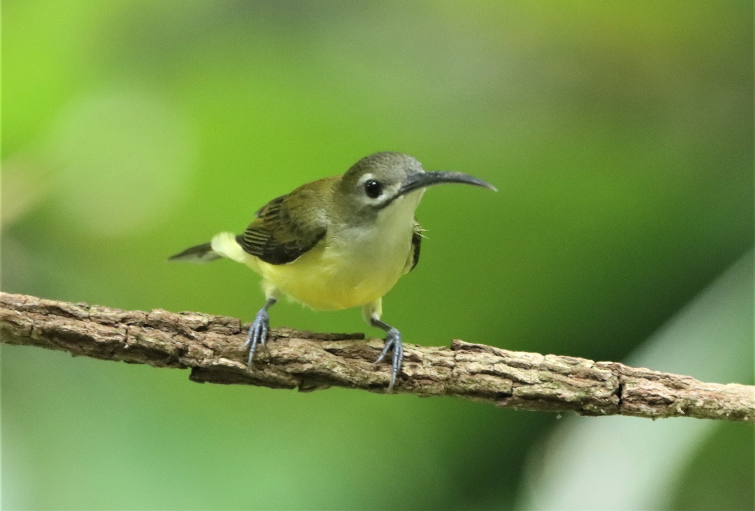SPIDERHUNTER - LITTLE SPIDERHUNTER - Arachnothera longirostra - DOI INTHANON JULY 2 2021 (2).jpg