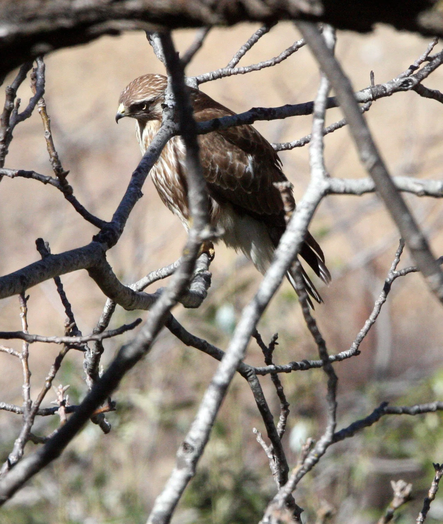Buteo buteo - COMMON BUZZARD - TANCHENG YUNNAN CHINA (6).JPG