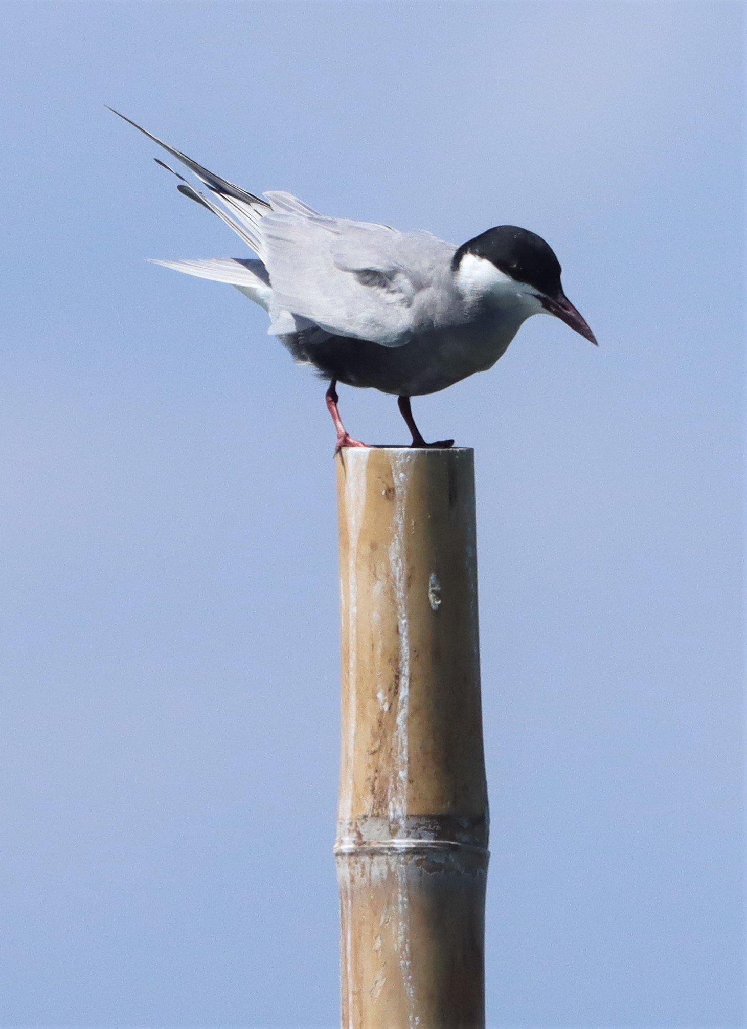TERN - WHISKERED TERN - Chlidonias hybridus - Off Khok-Kham Shoreline, Samut Sakhon, Gulf of Siam (1).jpg