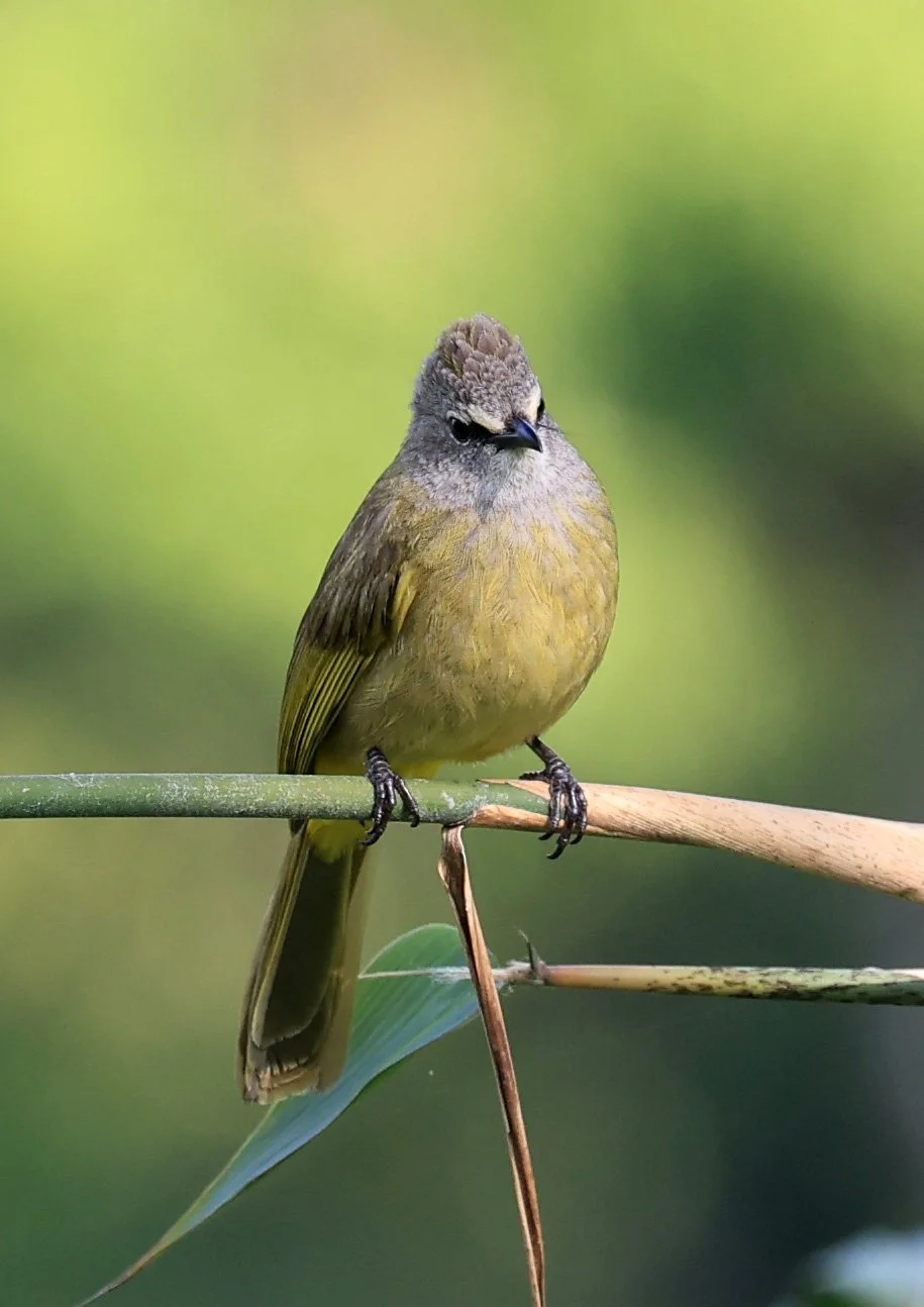 Flavescent Bulbul (Pycnonotus flavescens) Kaeng Krachan National Park ESS Expedition 2026 (6).jpg