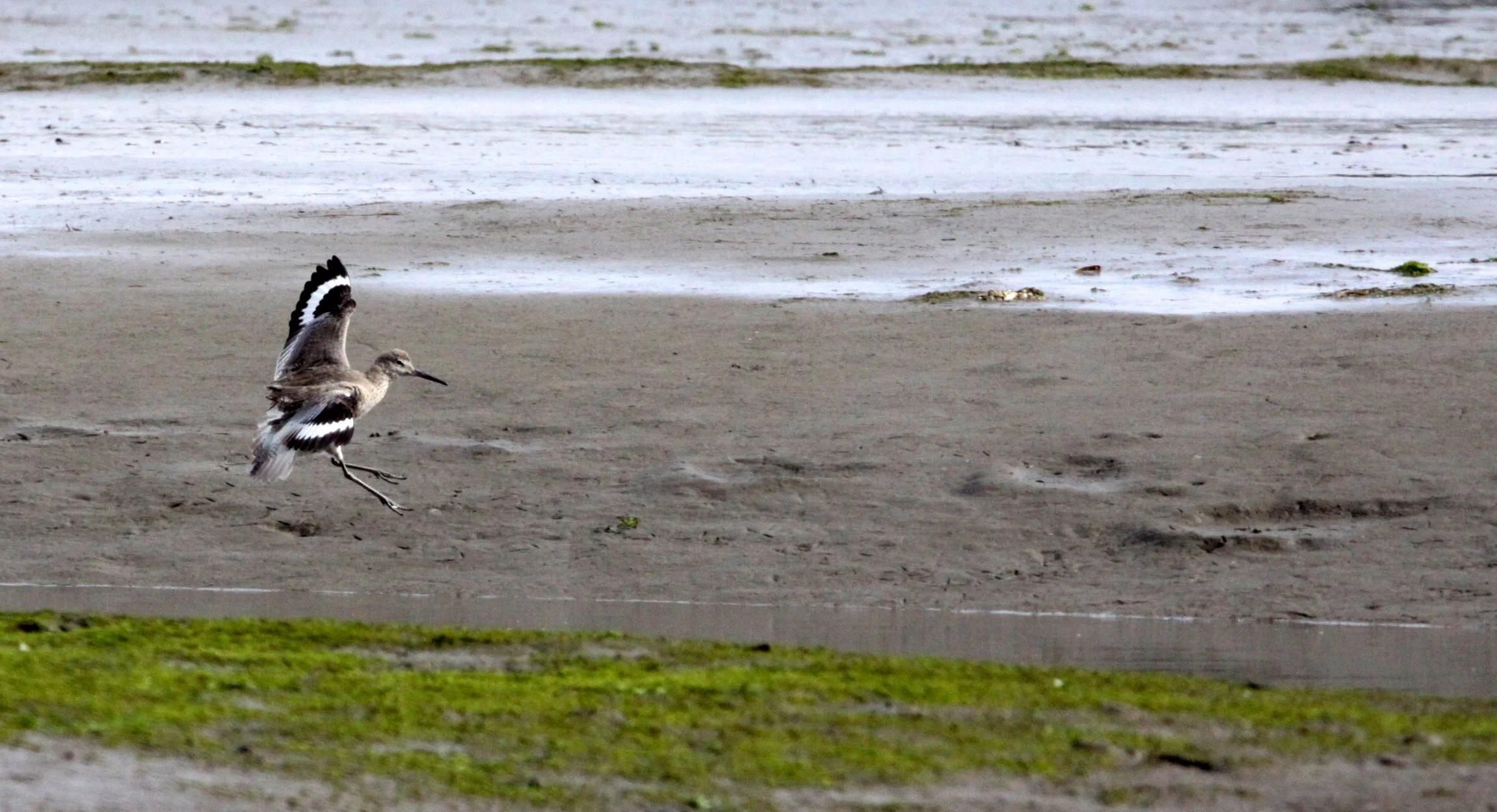 BIRD - WILLET - ELK HORN SLOUGH RESERVE CALIFORNIA (3).JPG