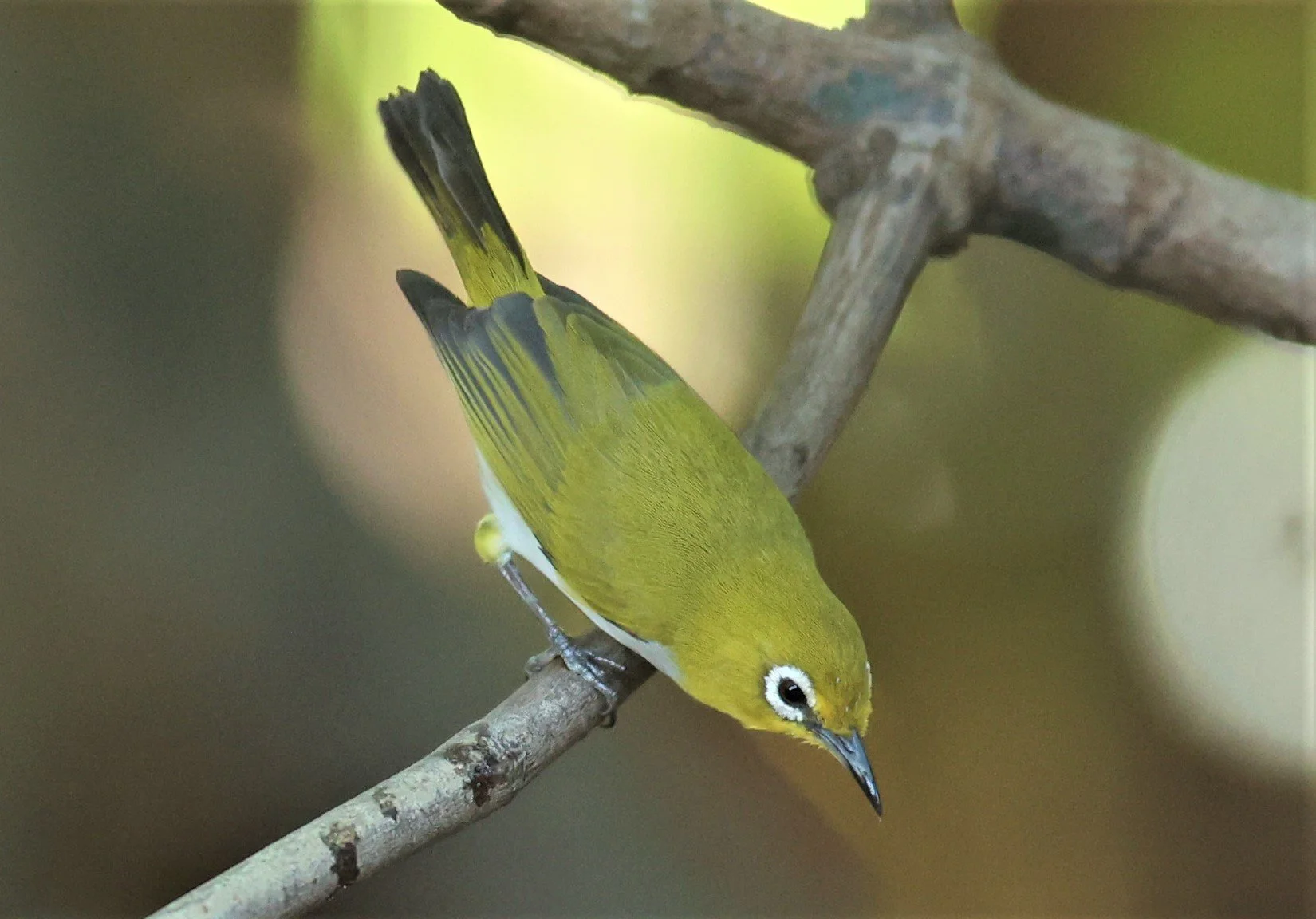 Swinhoe's White-eye (Zosterops simplex) Bang Pu Recreational Park & Mangrove Forest (27).JPG