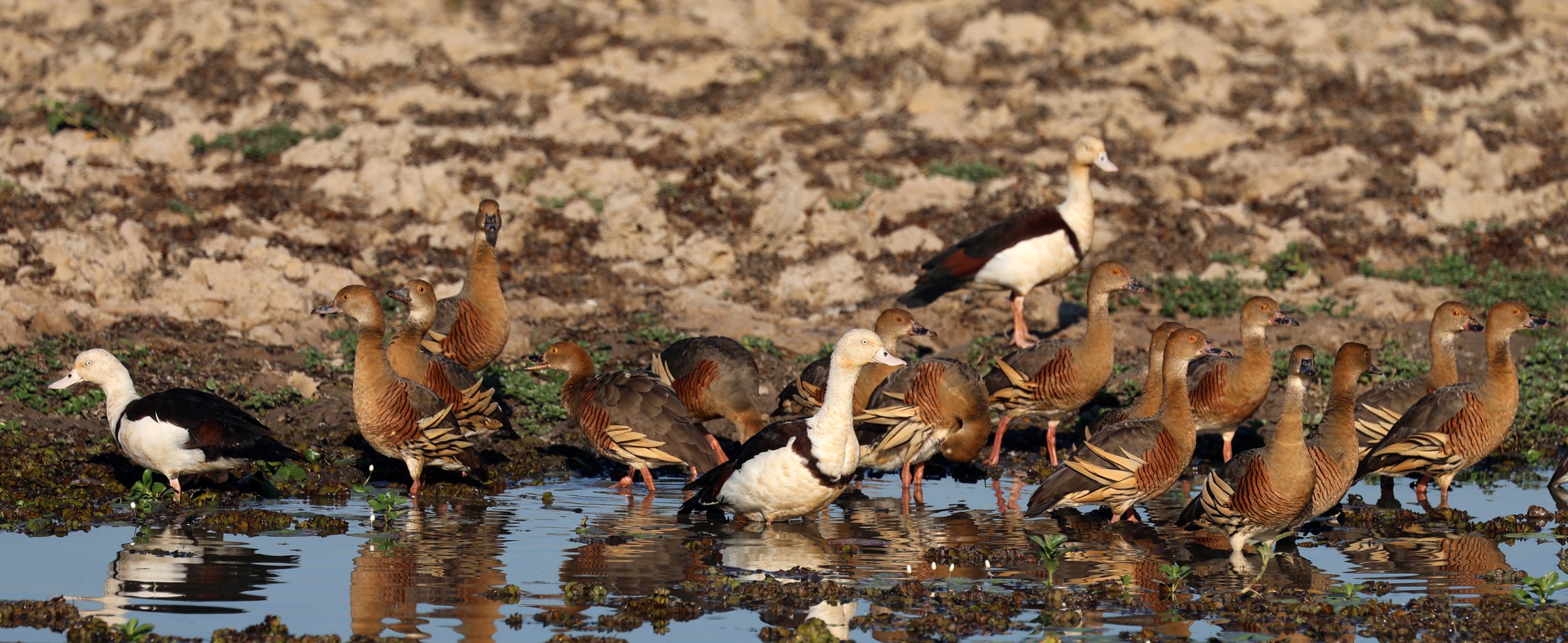 Radjah Shelduck (Tadorna radjah) & Plumed Ducks - Kakadu NP, Yellow Water Billabong - Northern Territory (15).jpg