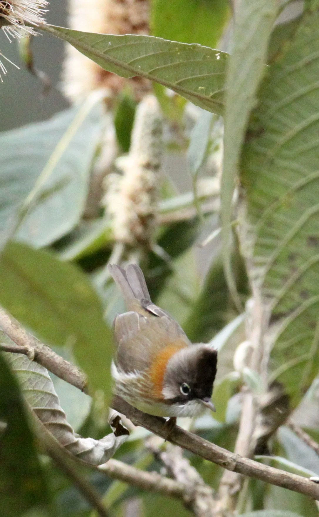 Whiskered Yuhina (Yuhina flavicollis) Wuliangshan Yunnan China (1).JPG