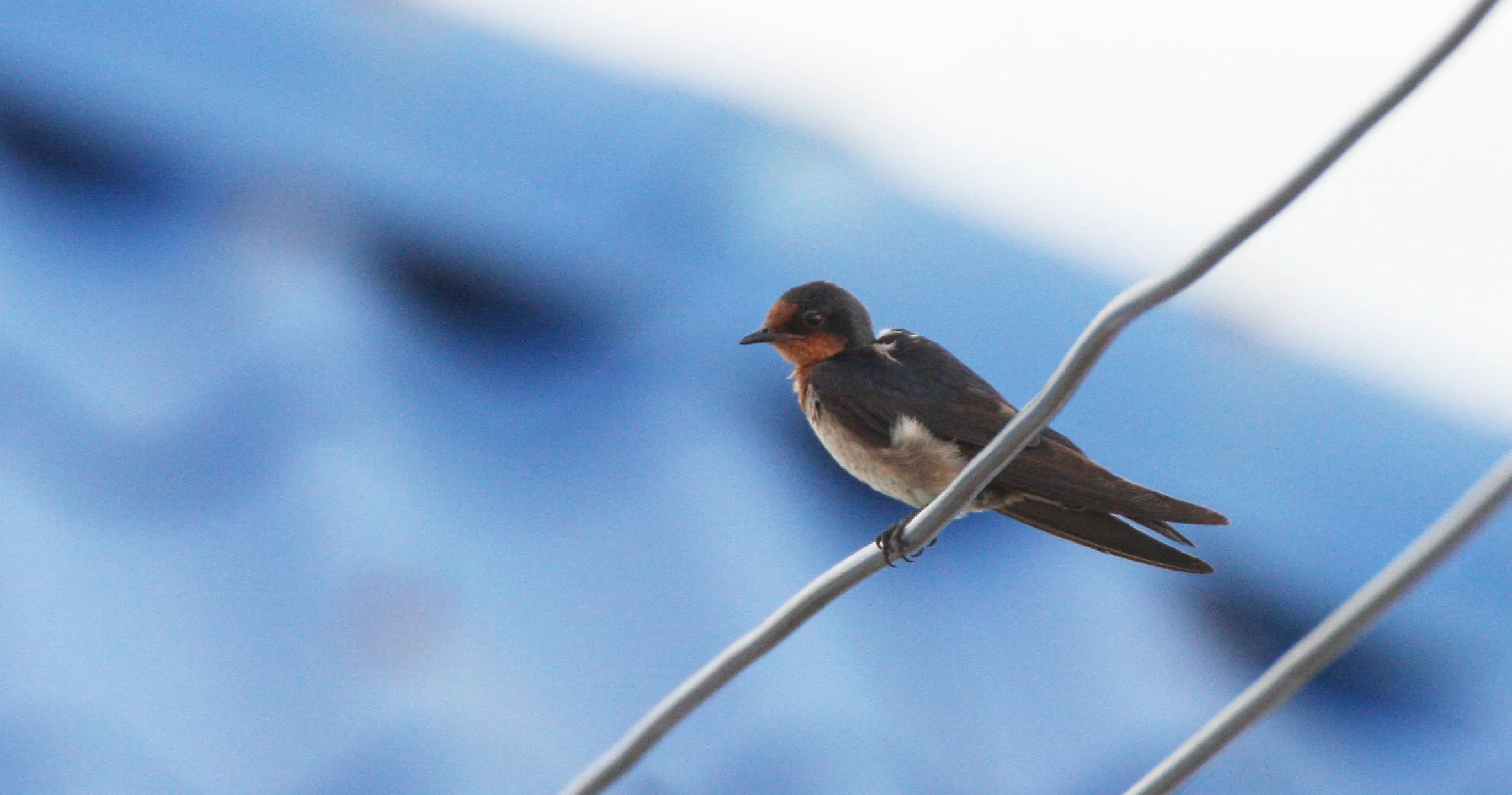 Pacific Swallow (Hirundo tahitica) Pak Nakhon Thailand (14).JPG
