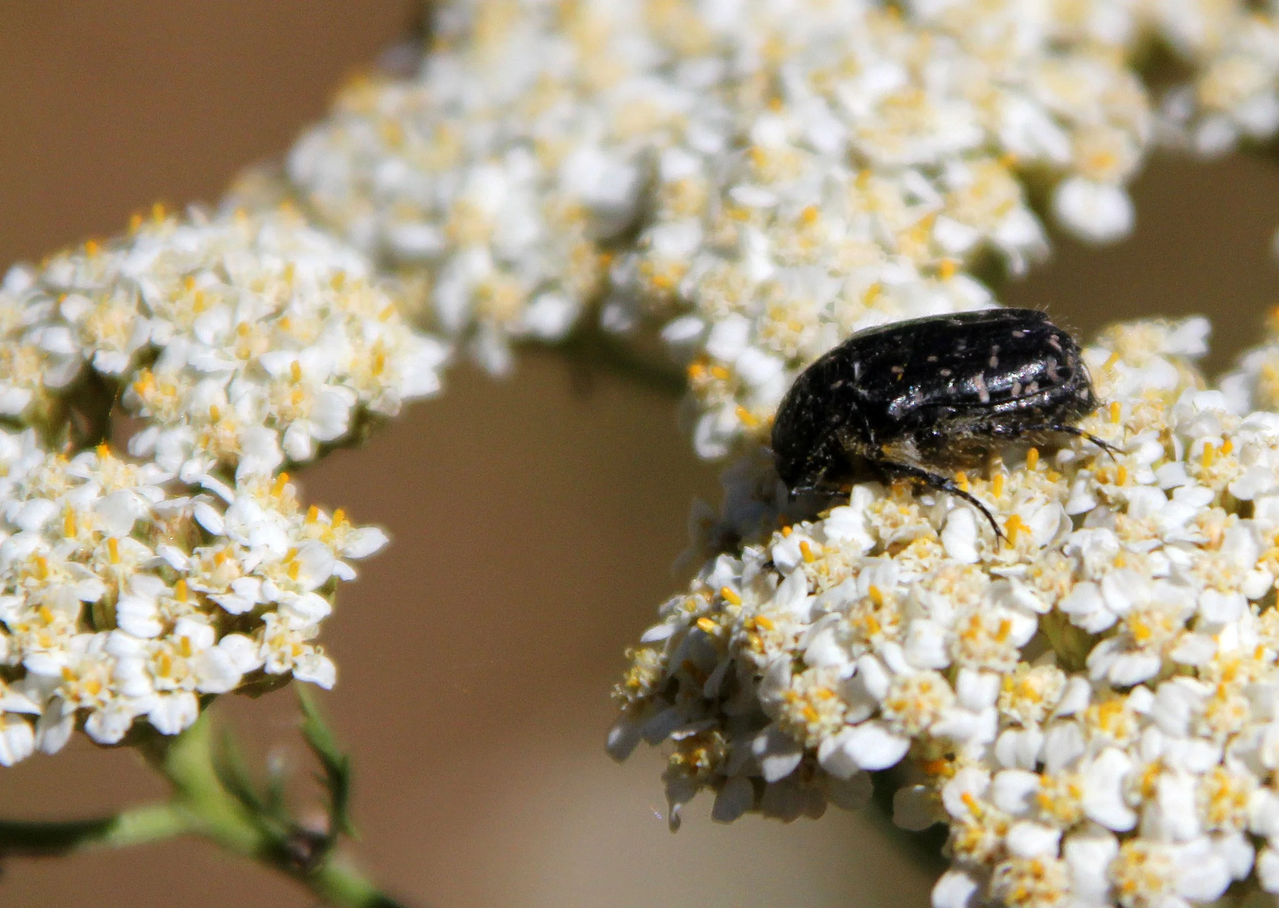 Oxythrea species - Feija NP, Tunisia