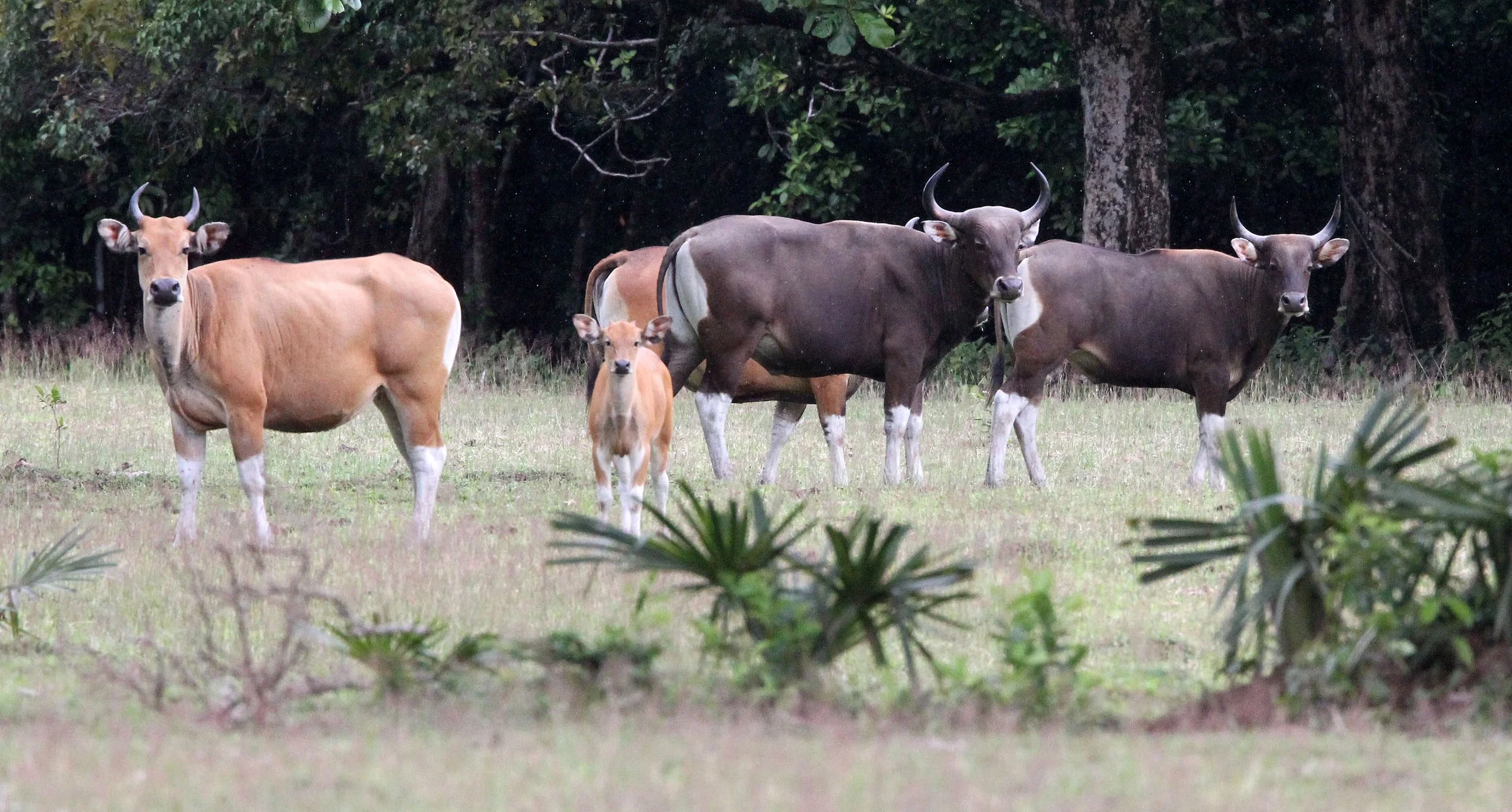 BANTENG - JAVA BANTENG - Bos javanicus javanicus - UJUNG KULON NATIONAL PARK JAVA BARAT INDONESIA (31).JPG